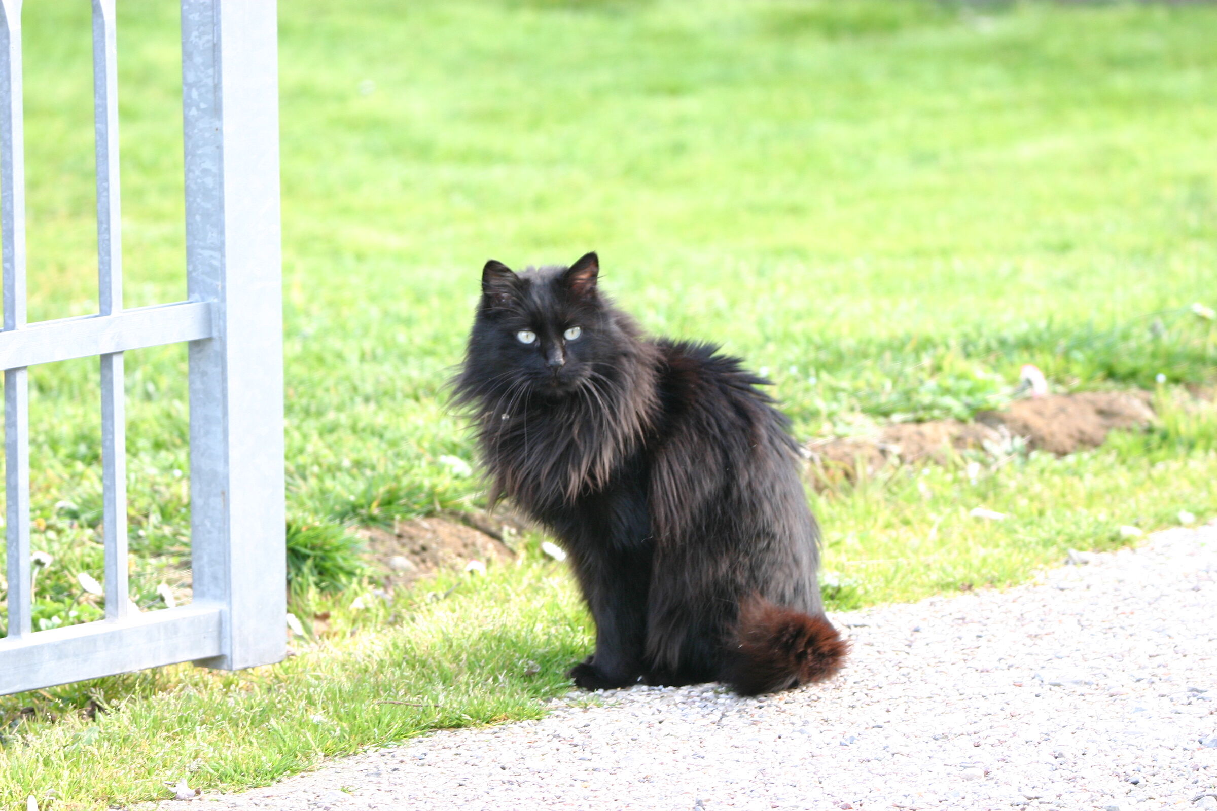 black cat