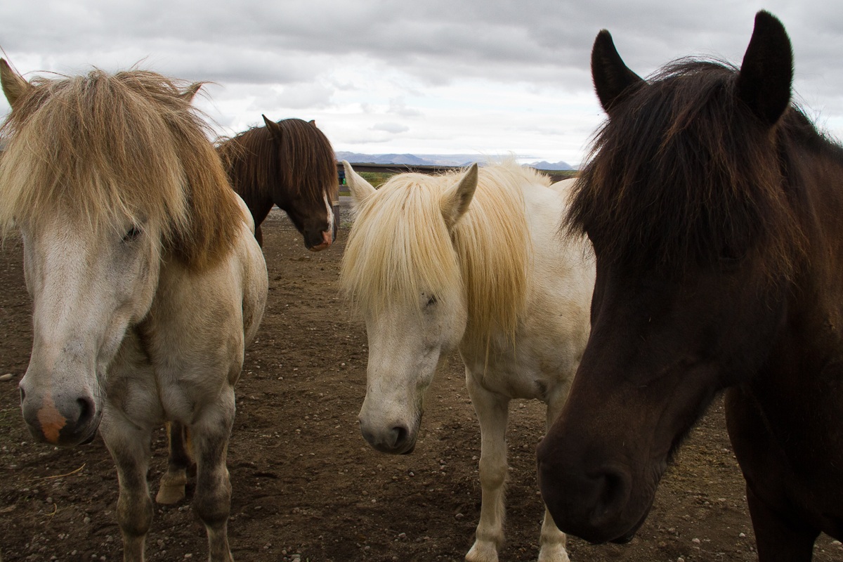 Icelandic horses