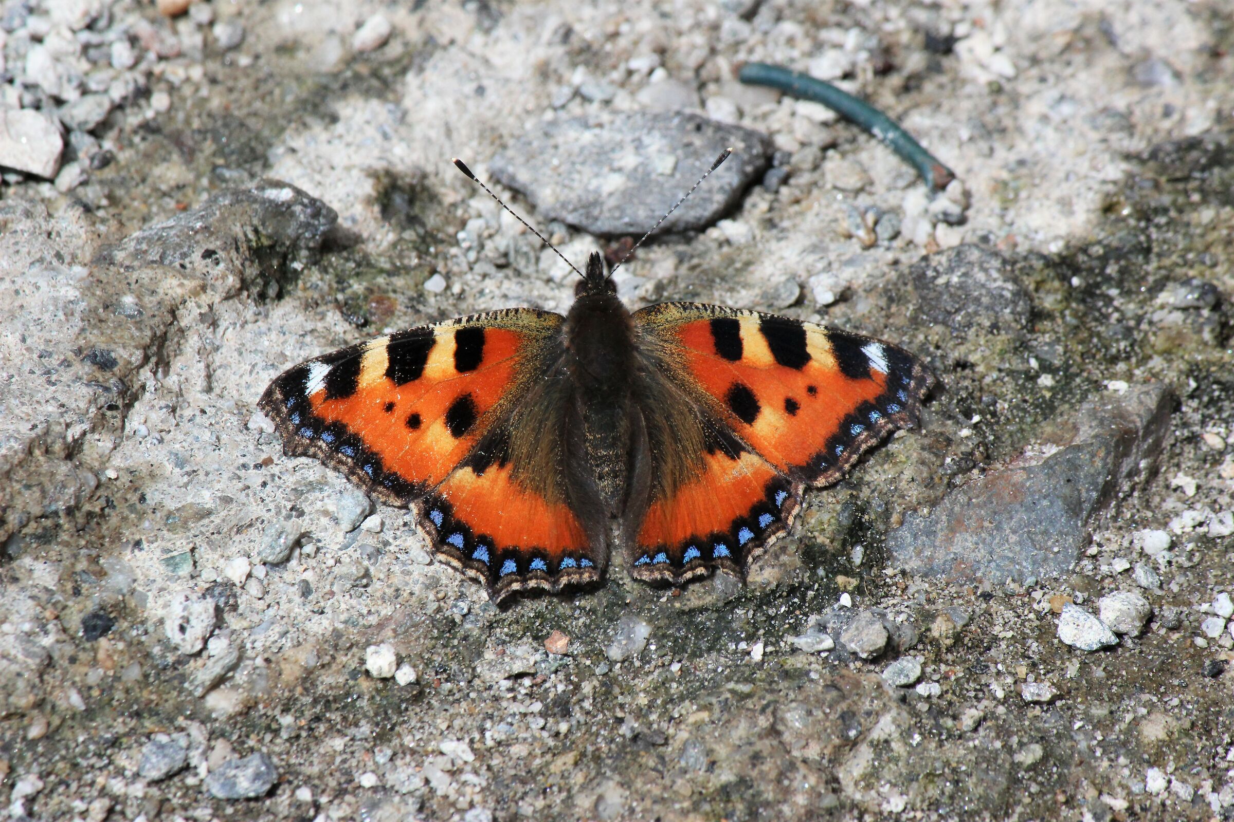 Aglais urticae