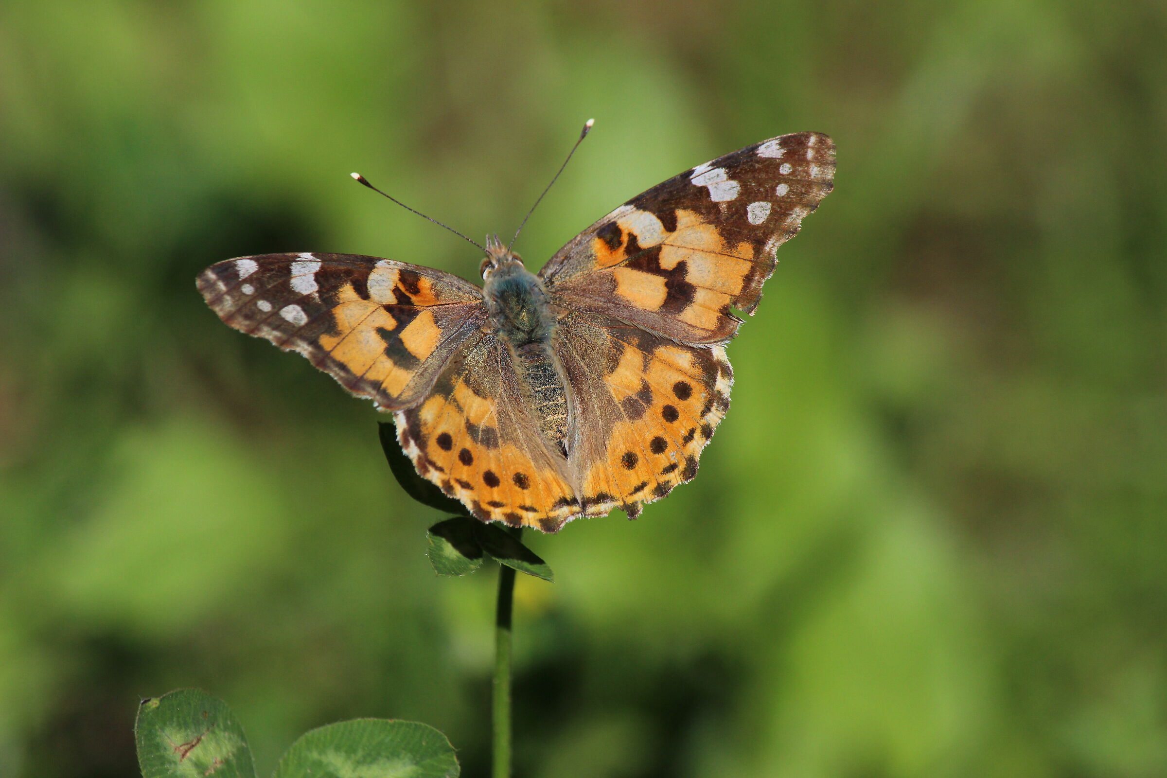 Vanessa cardui