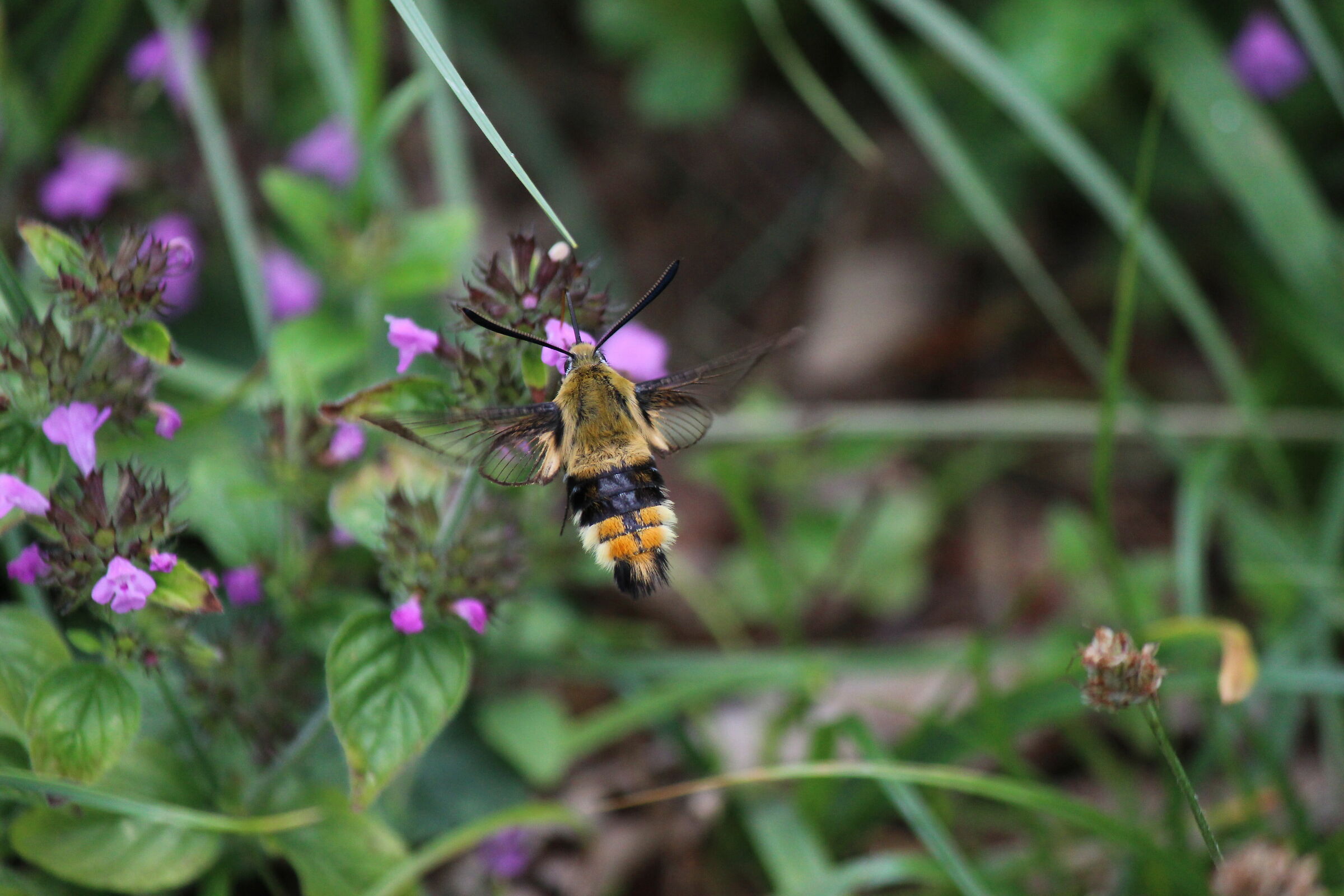 Hemaris tityus