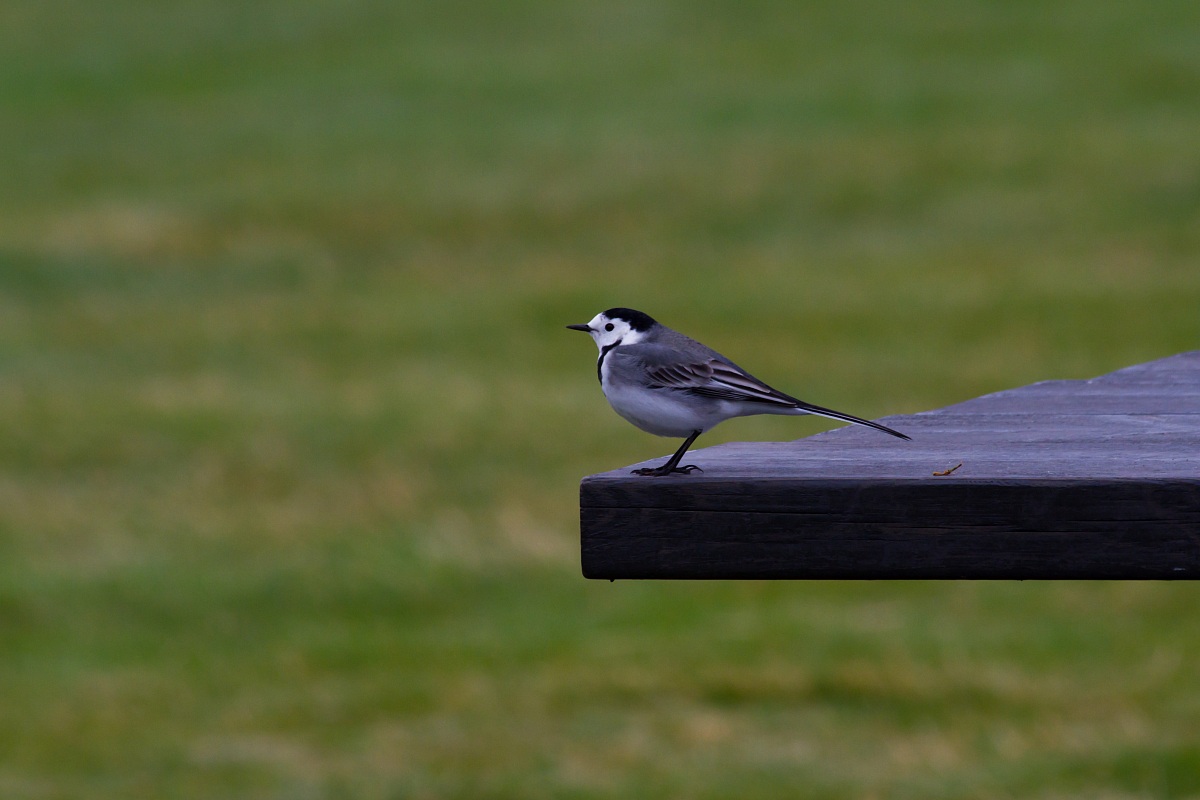 White Wagtail