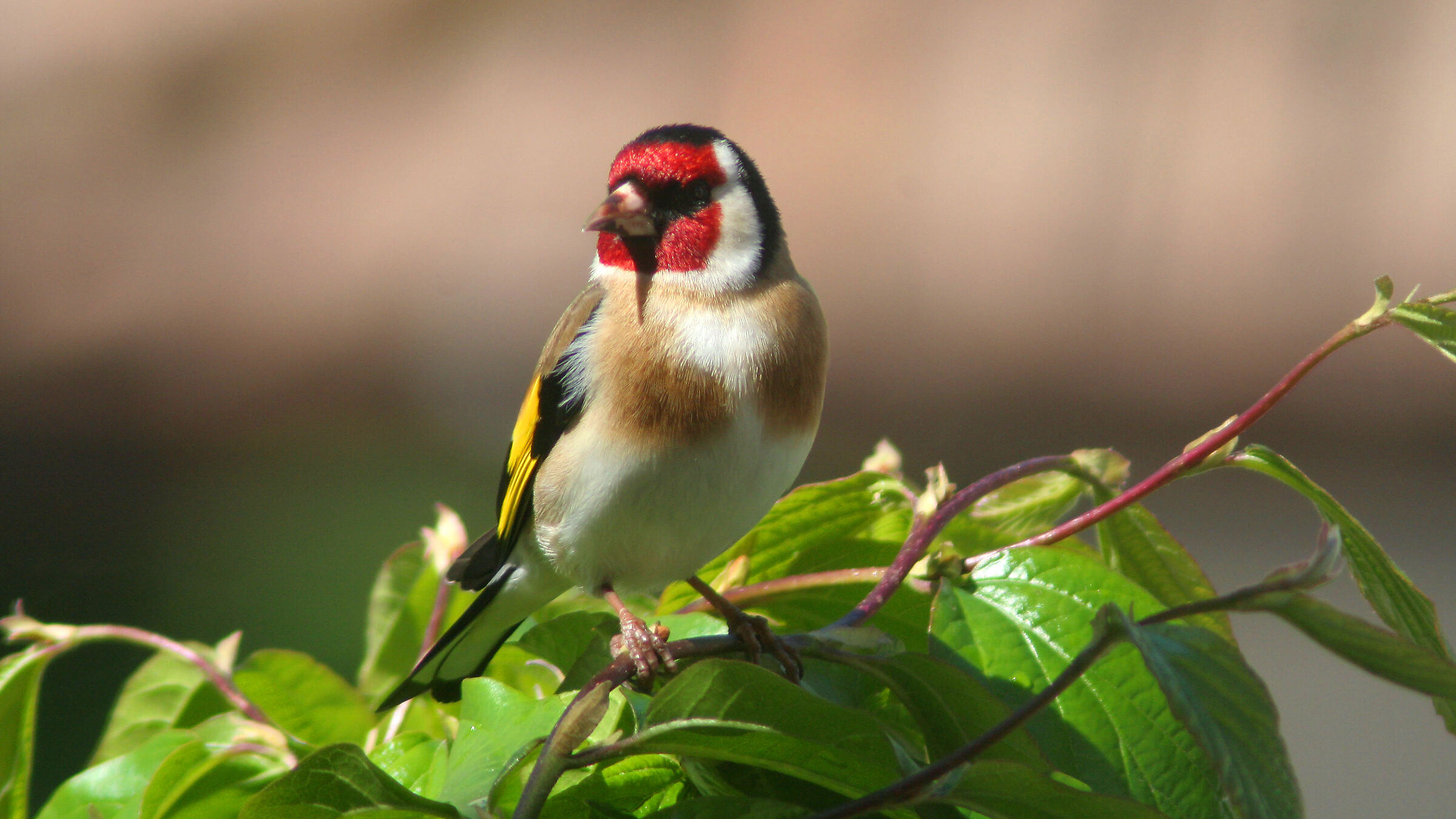 Cardellino from the balcony