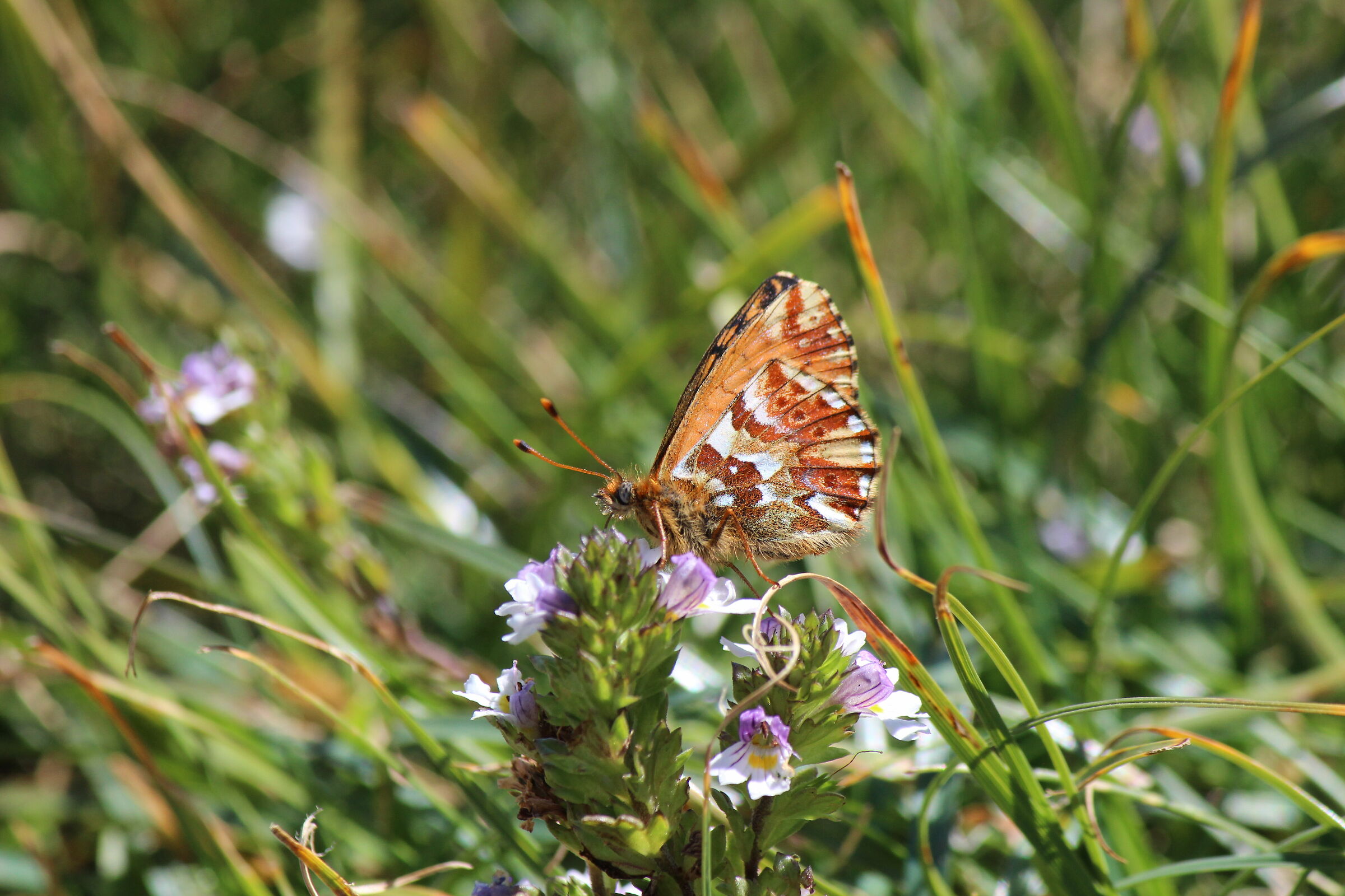 Boloria pales