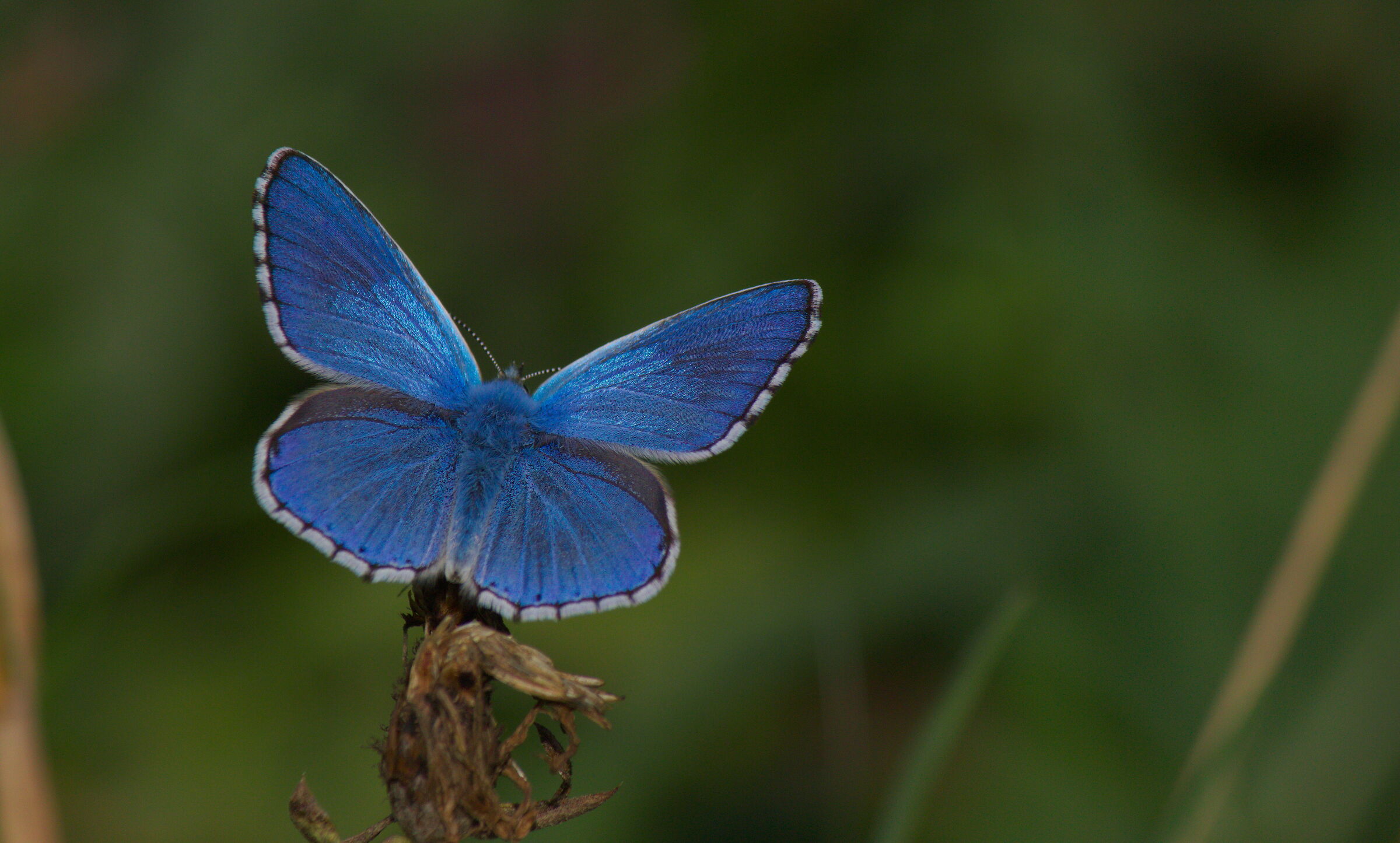 Polyommatus bellargus