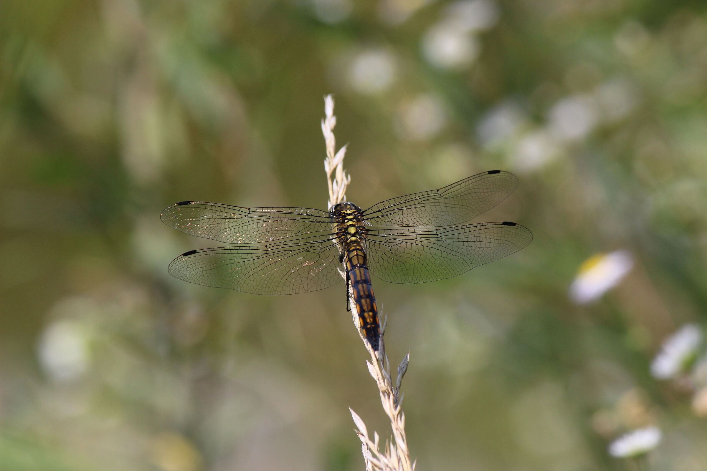 Orthetrum albistylum