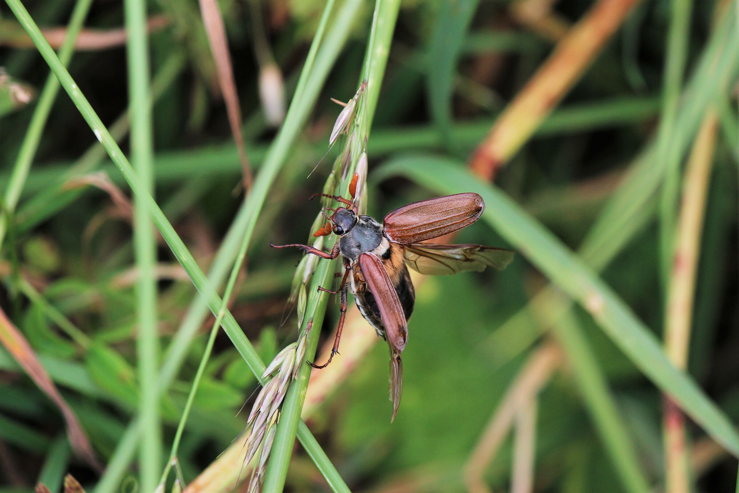 Melolontha melolontha