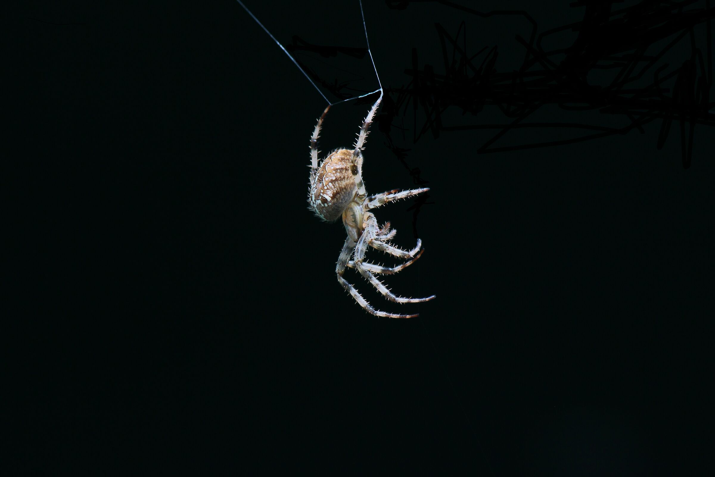 Araneus diadematus