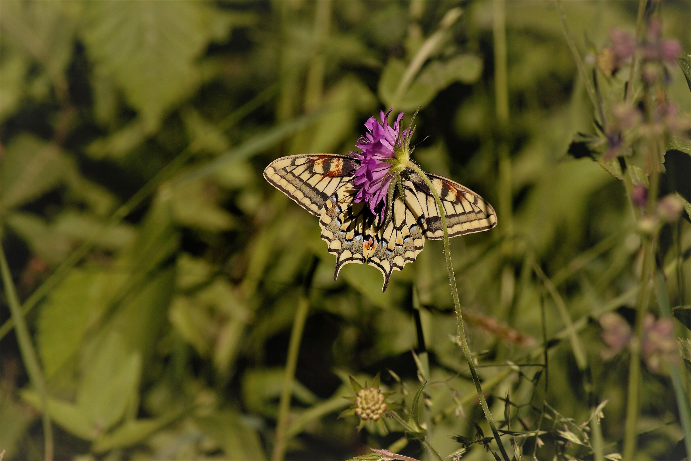 Papilio machaon