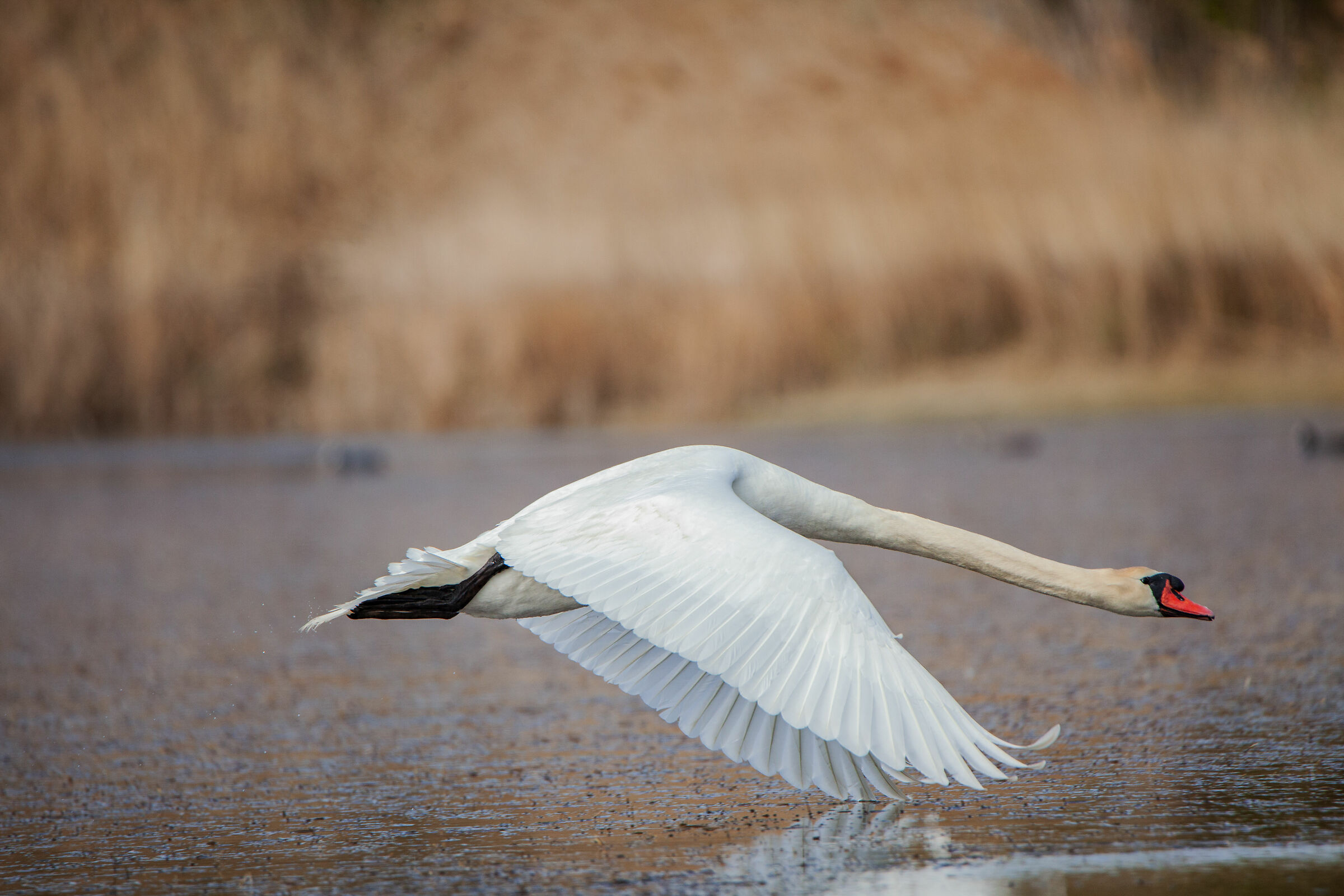 Royal swan in flight
