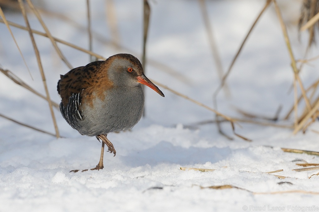 water rail resting on ice