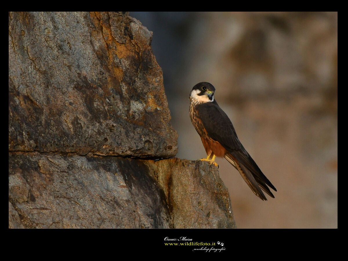 Adult male Eleanor Falcon
