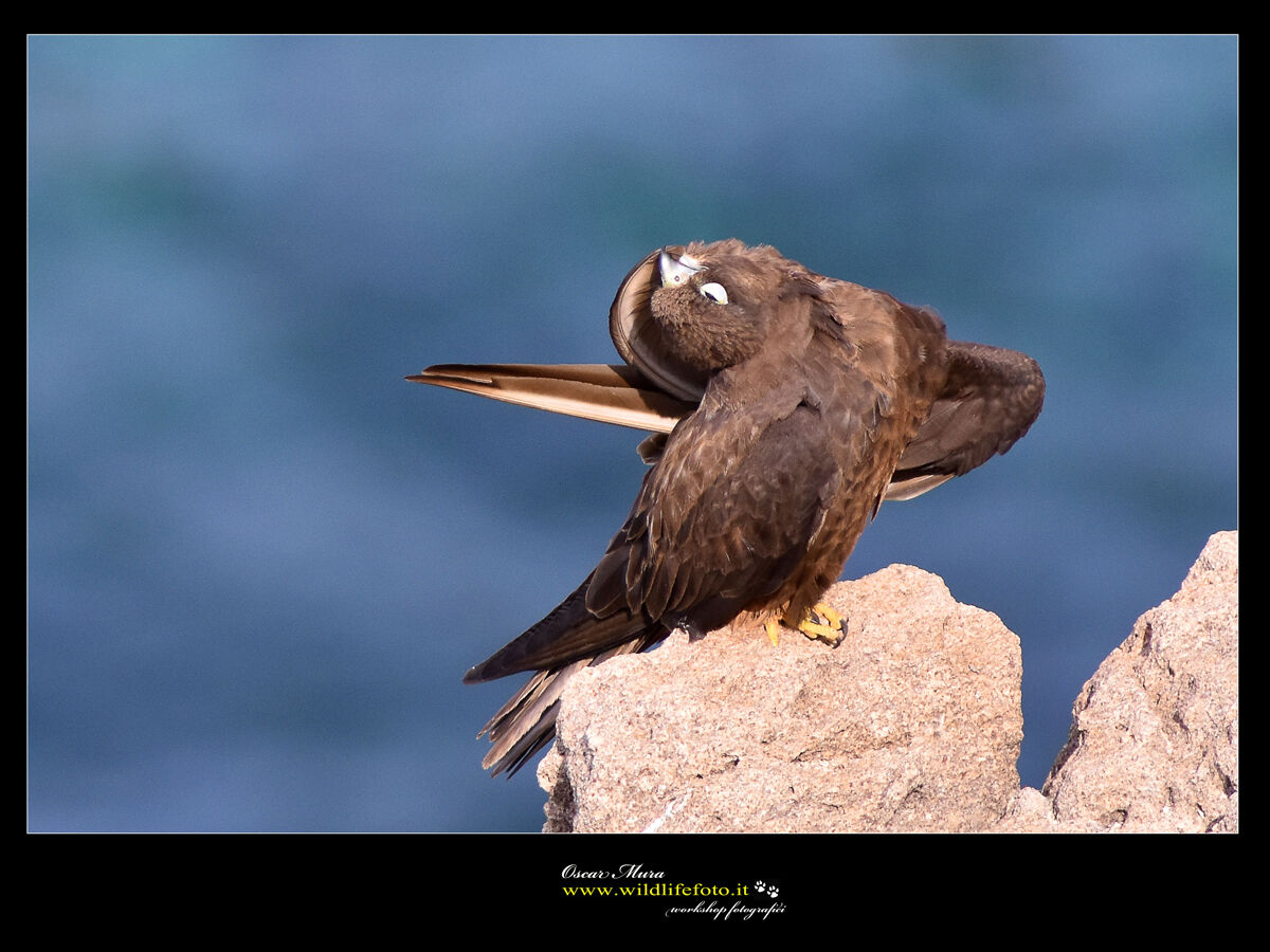 Falco Eleonorae break cleaning and maintenance