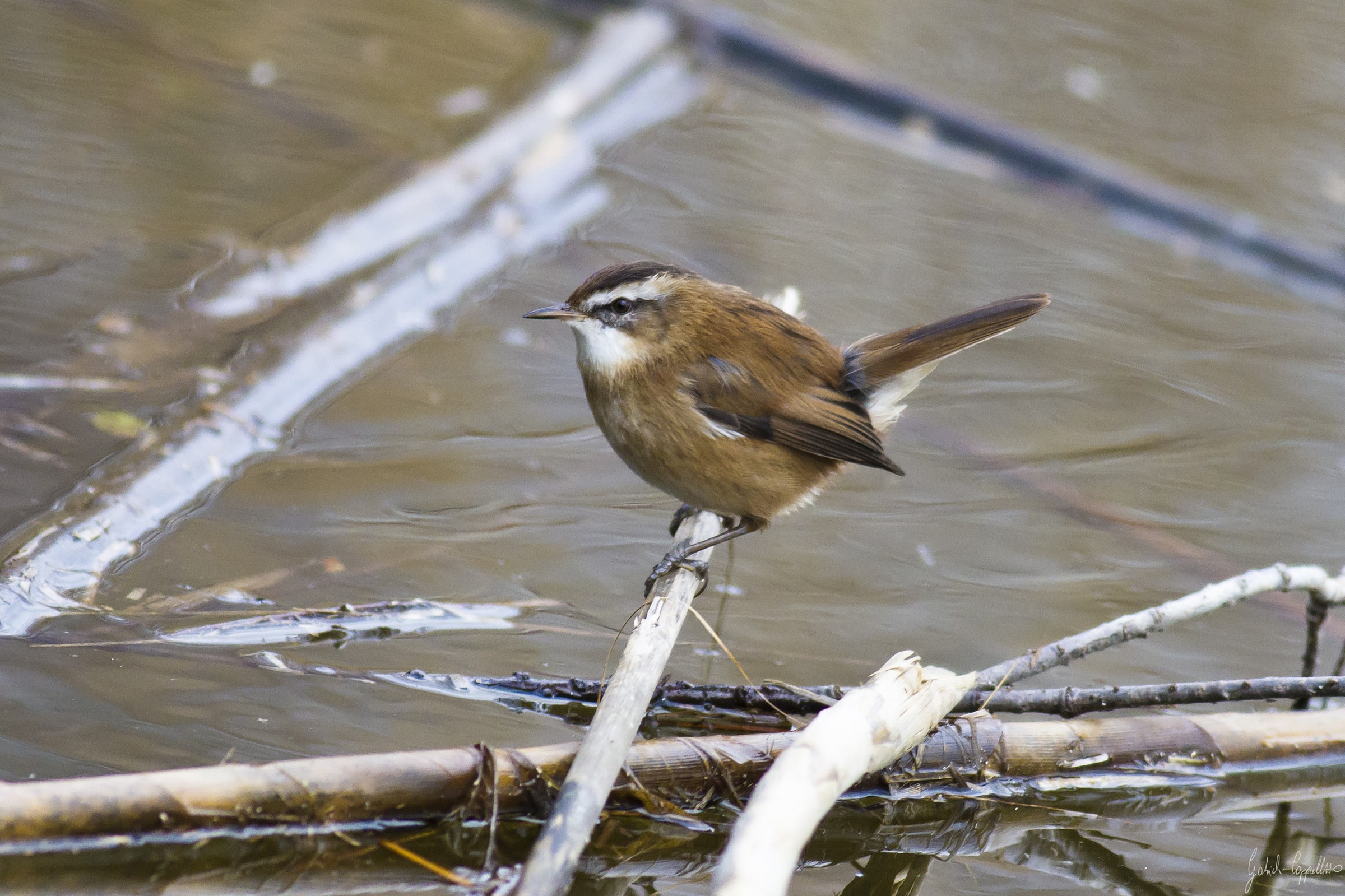 Forapaglie castagnolo (Acrocephalus melanopogon)