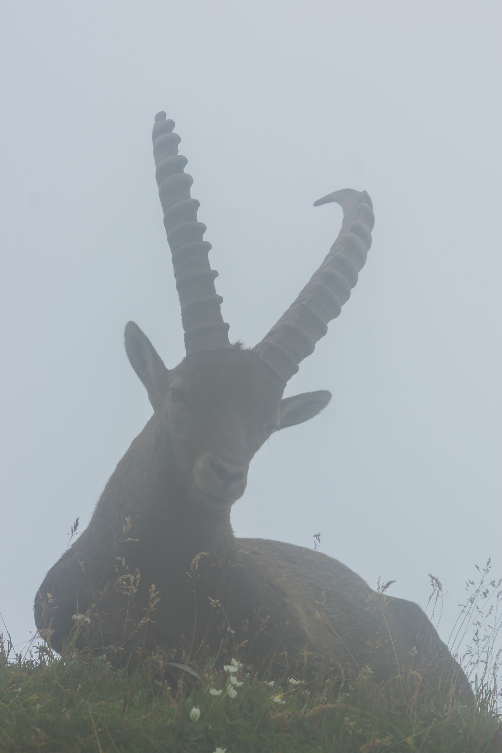 Ibex in the mist