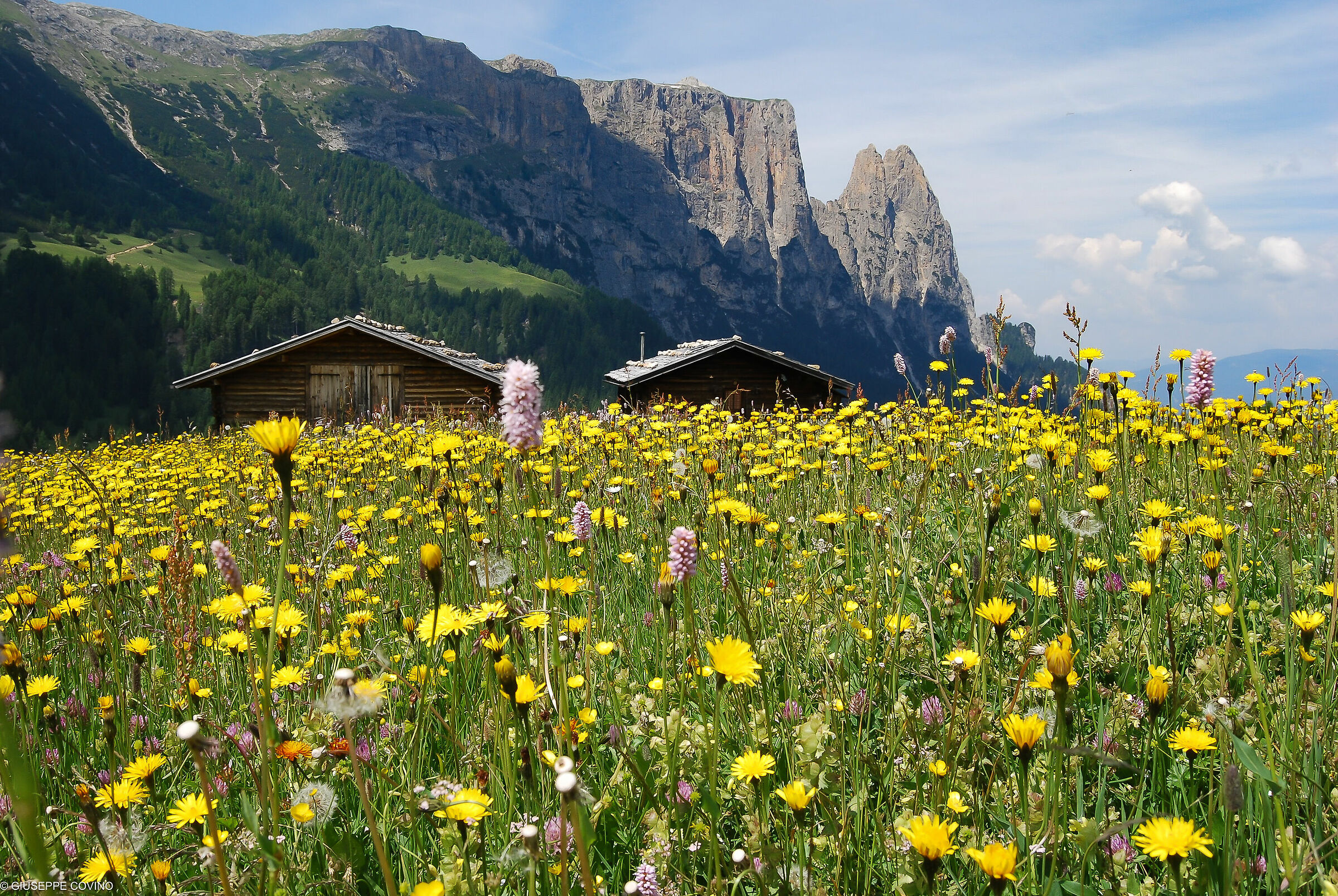 Exceptional flowering