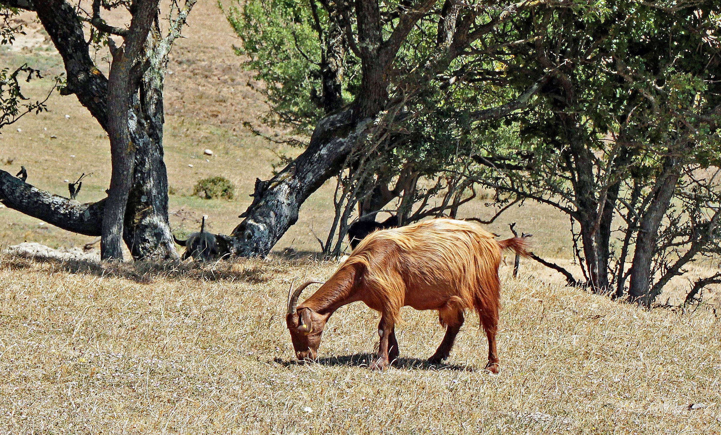 Caprone al pascolo tra gli ulivi