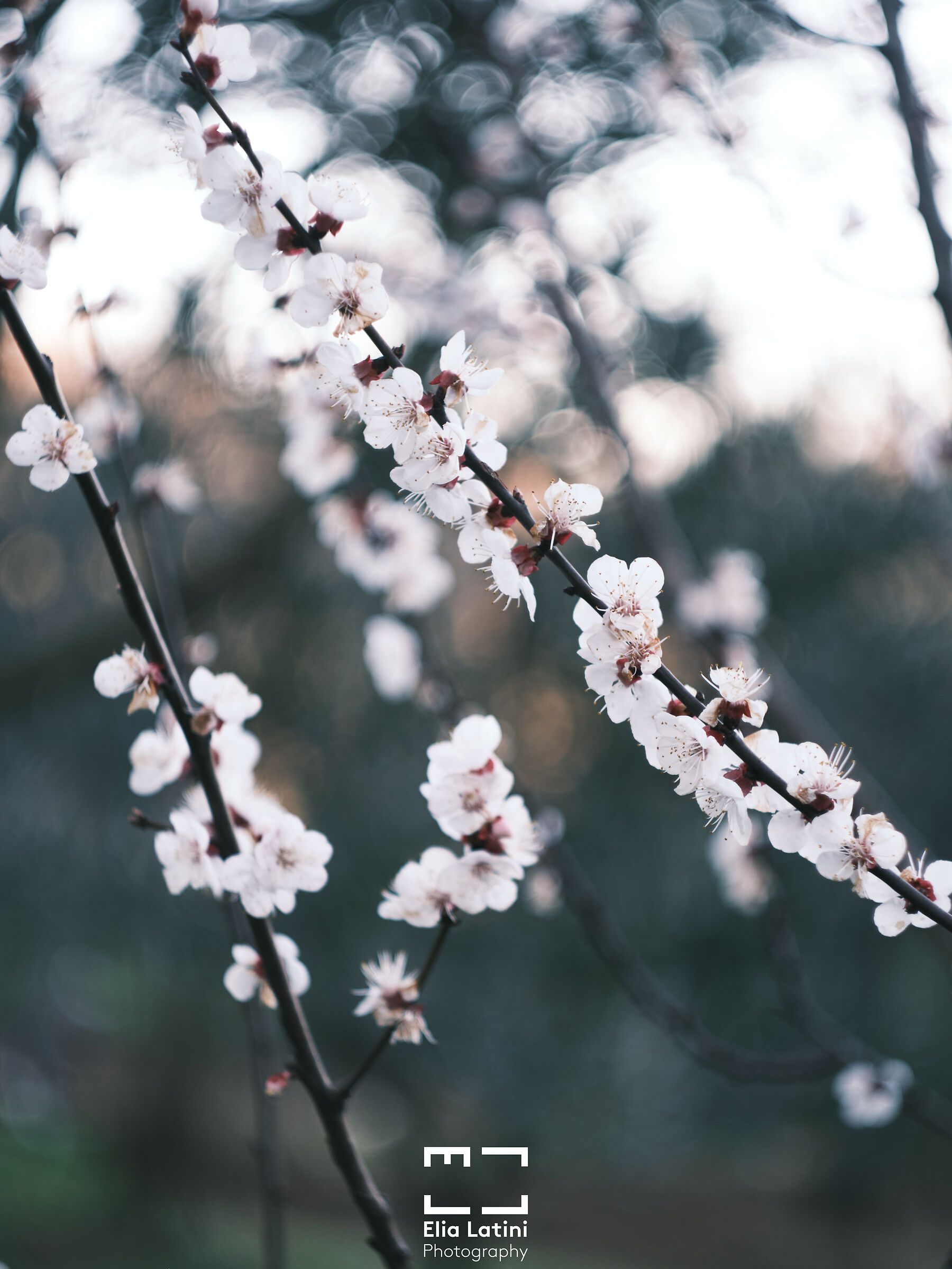 Prunus Armeniaca