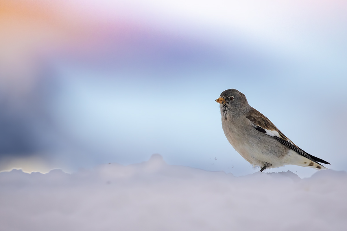 Contemplando il tramonto...