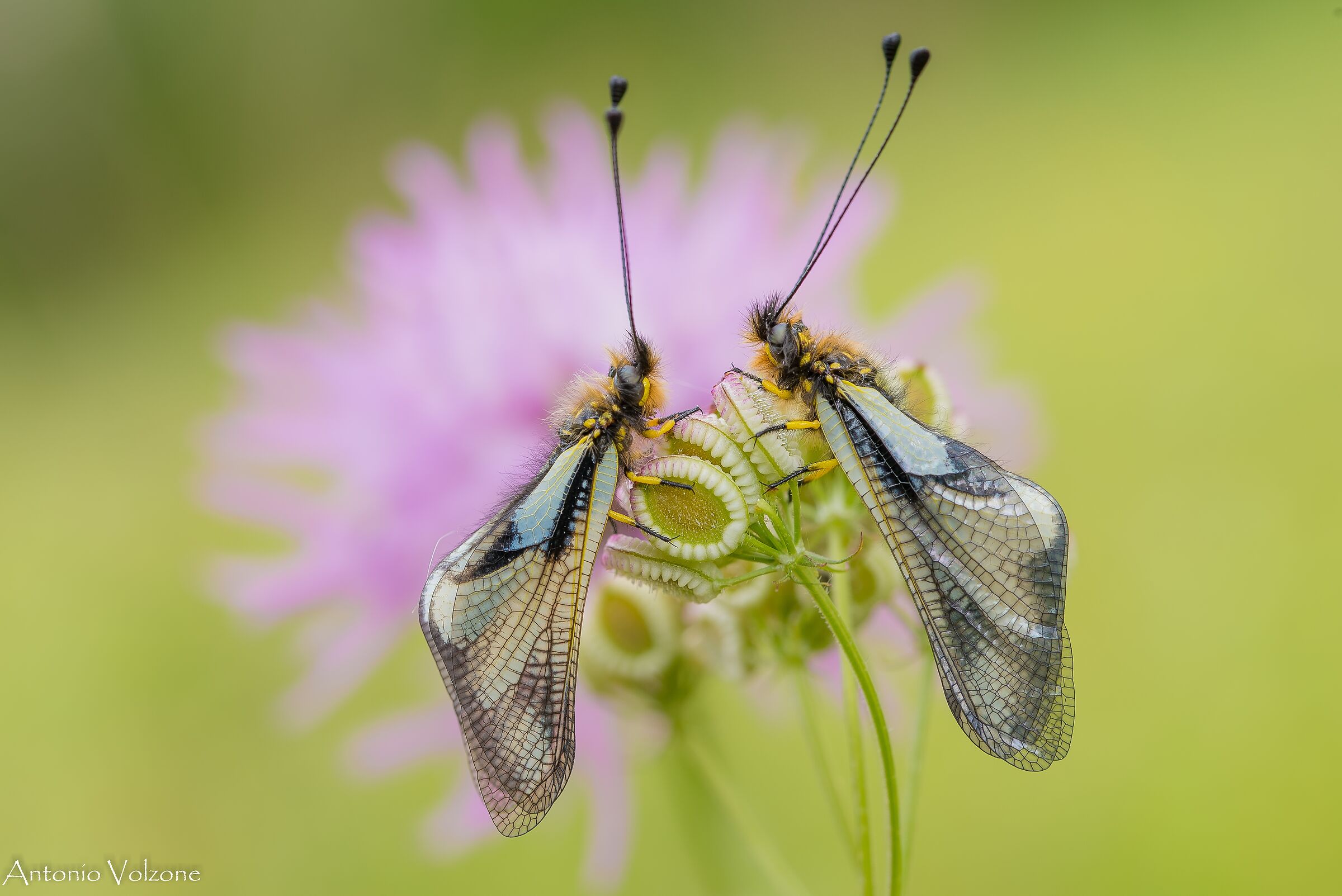 Libelloides coccajus