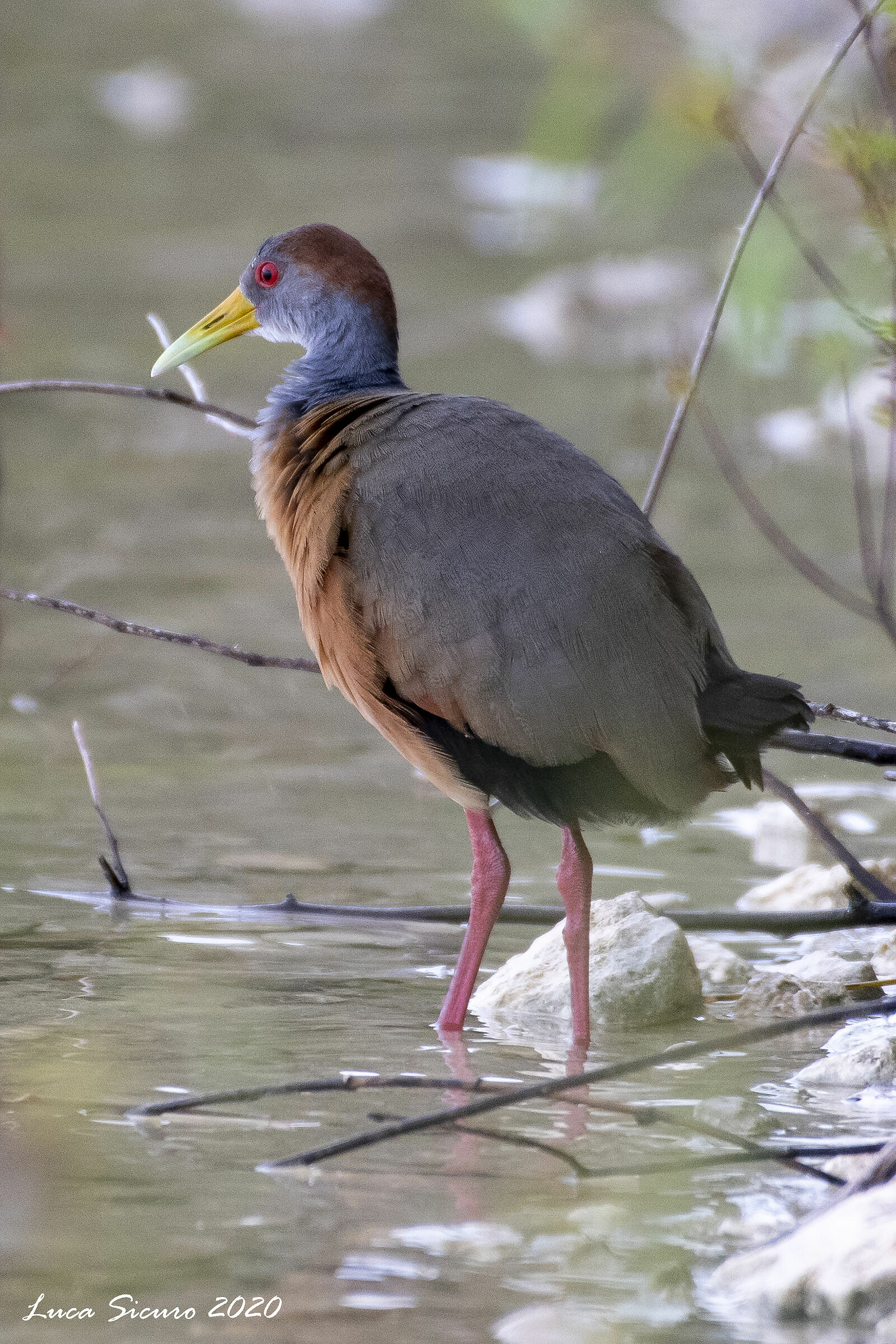 Aramides albiventris (Cotara ventriblanca)