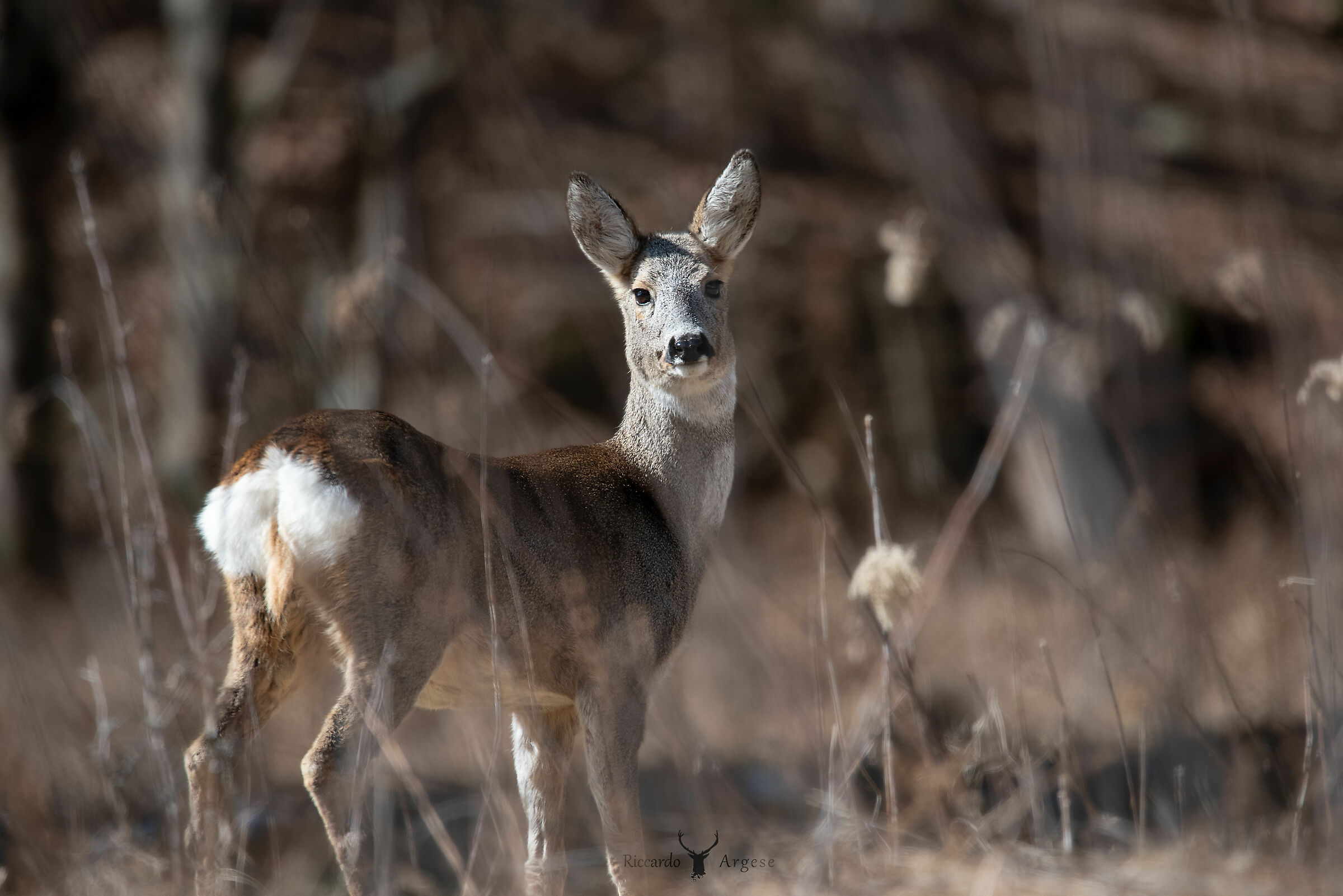 Compagno di pausa pranzo