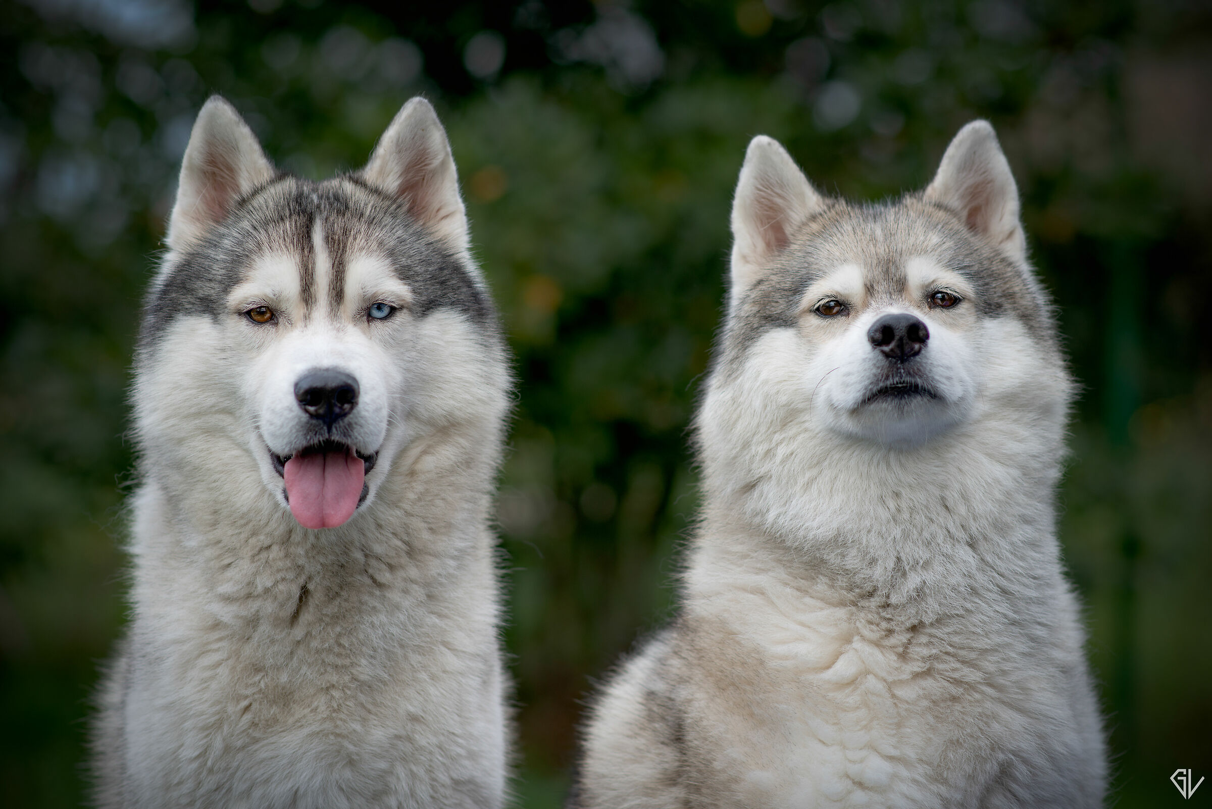 Shasta and Zuma
