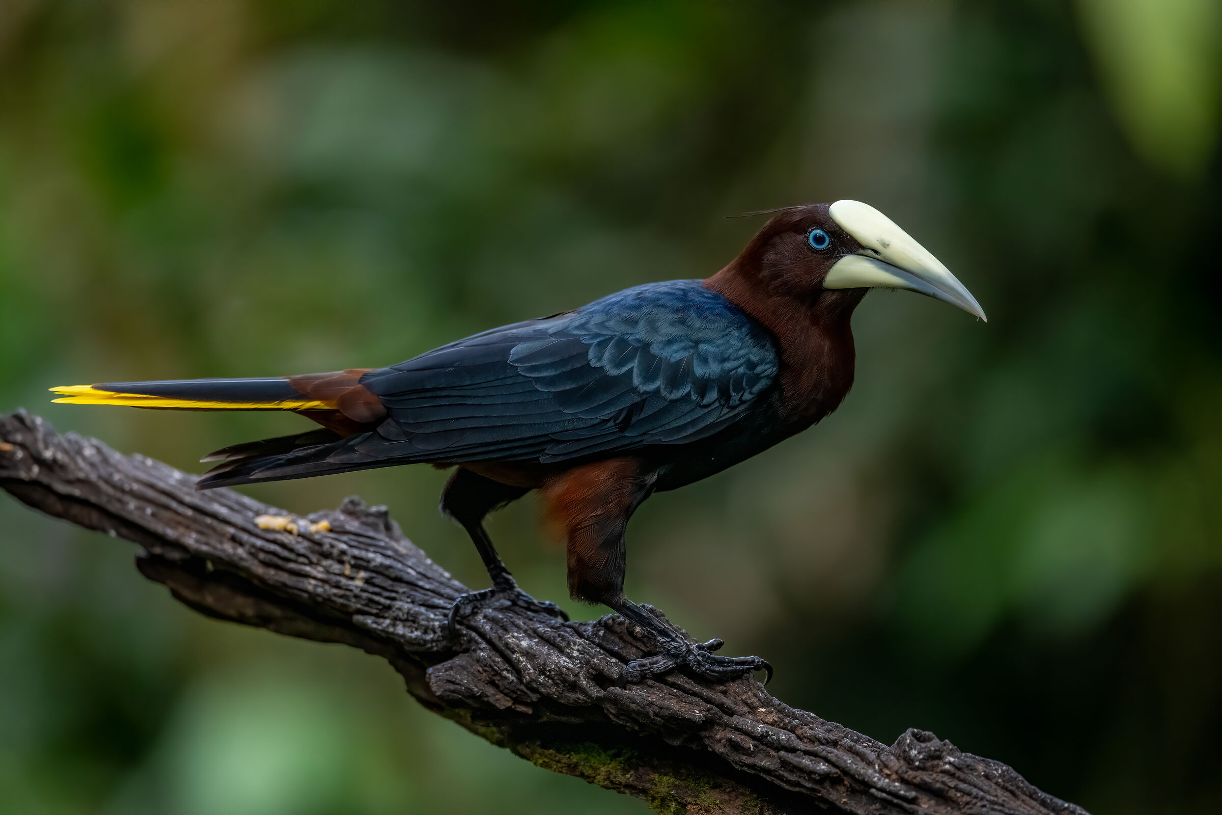 Chestnut-headed oropendola