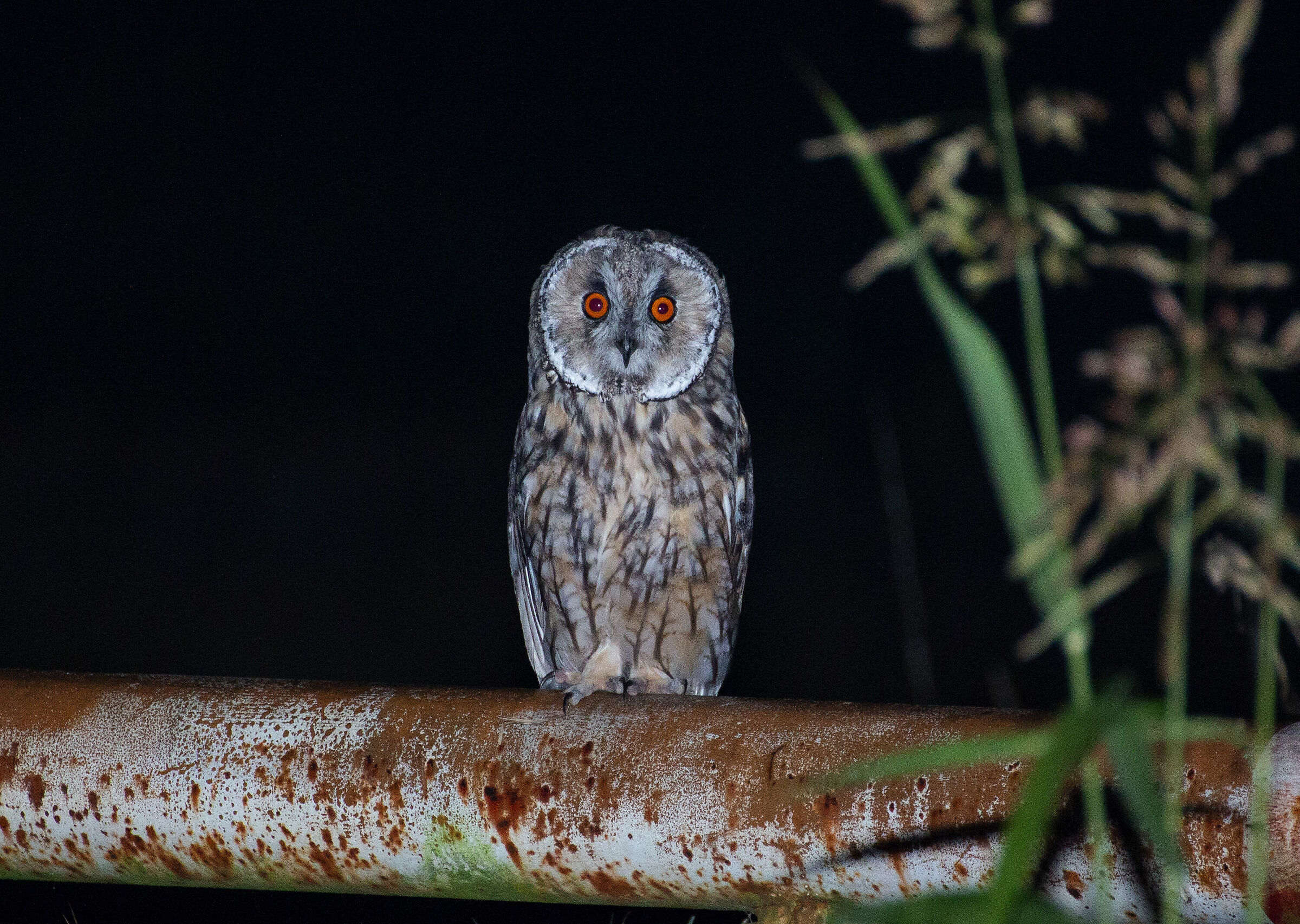 Common Owl