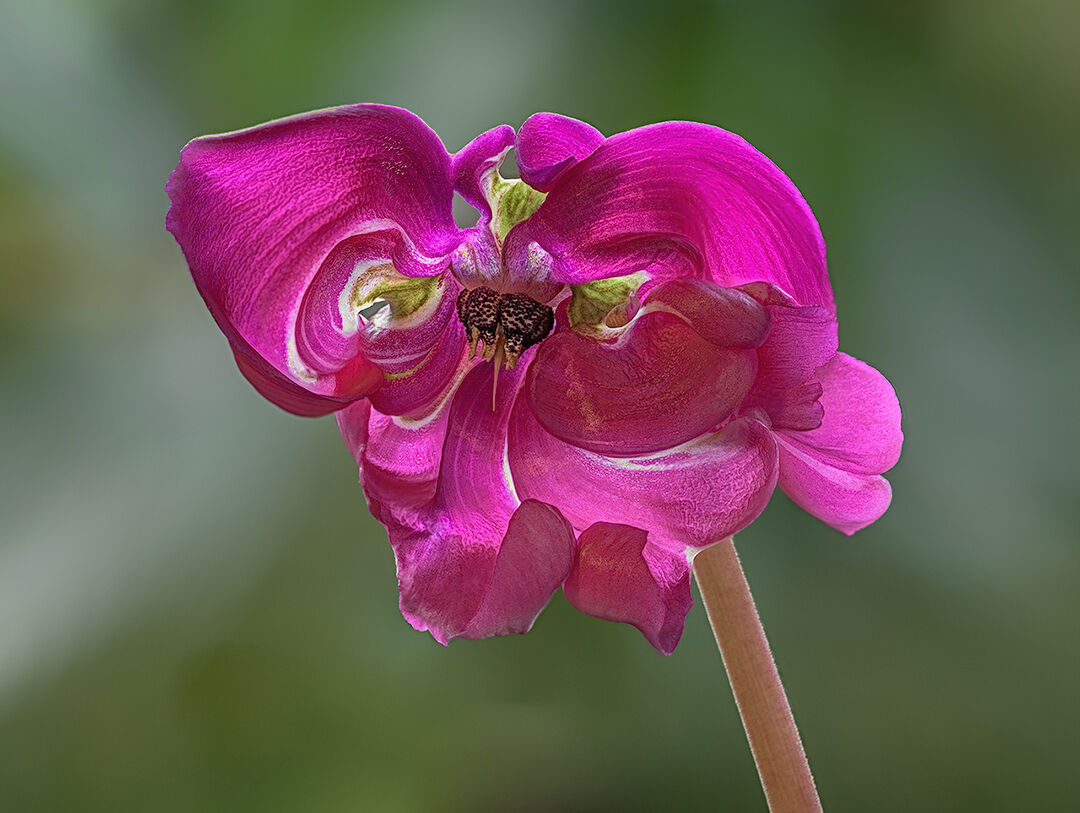 A different cyclamen was born