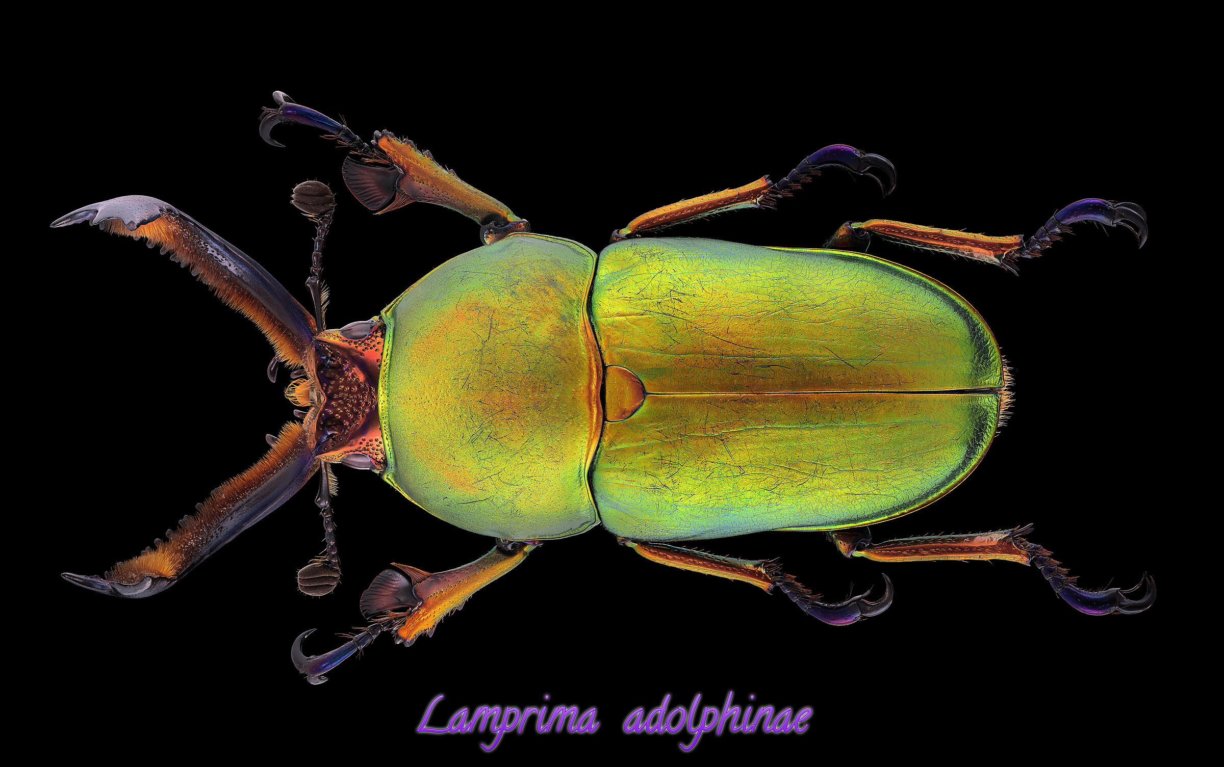 Lamprima adolphinae