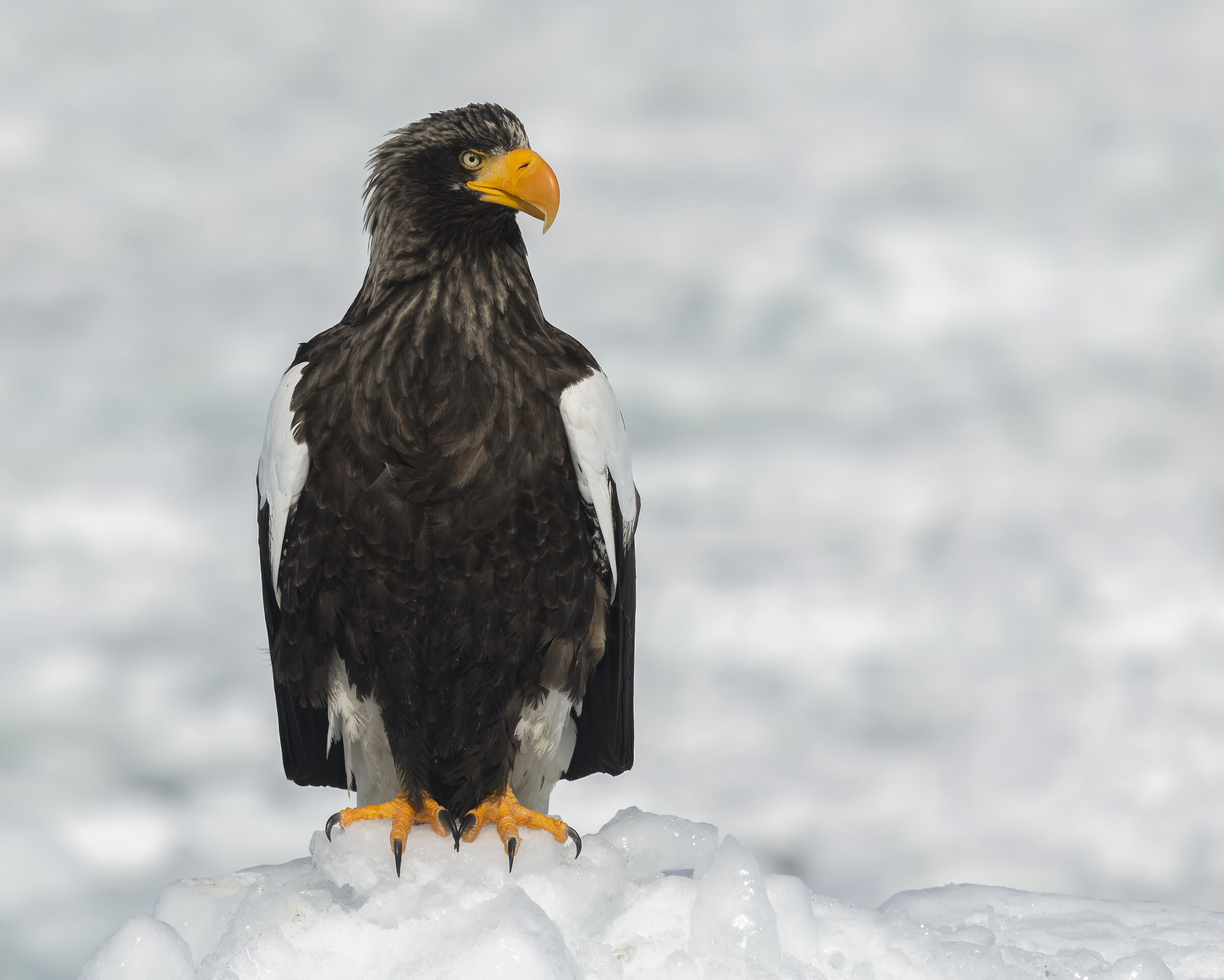 Aquila di Steller, la regina dei ghiacci