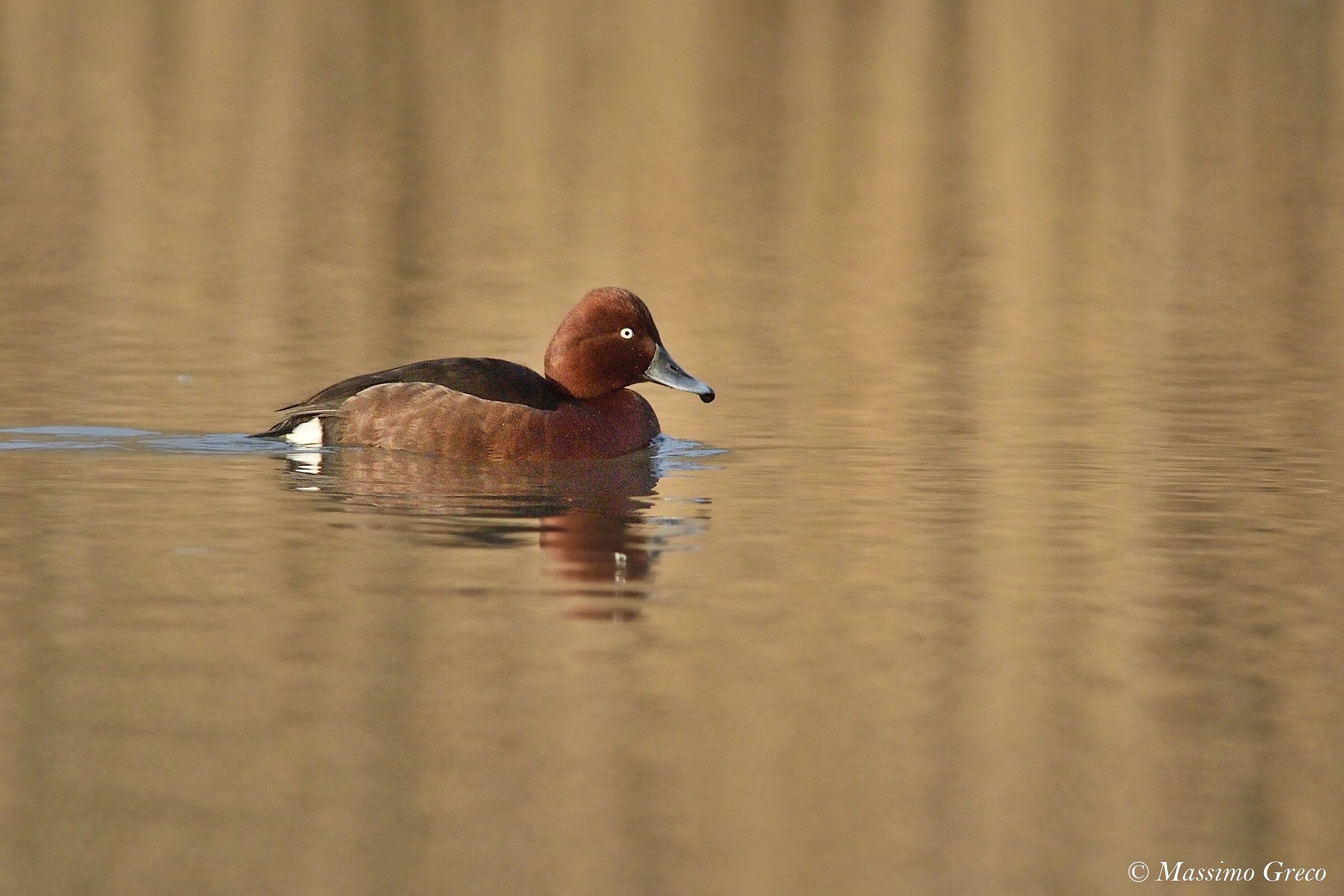 Moretta tobacco (Aythya nyroca)