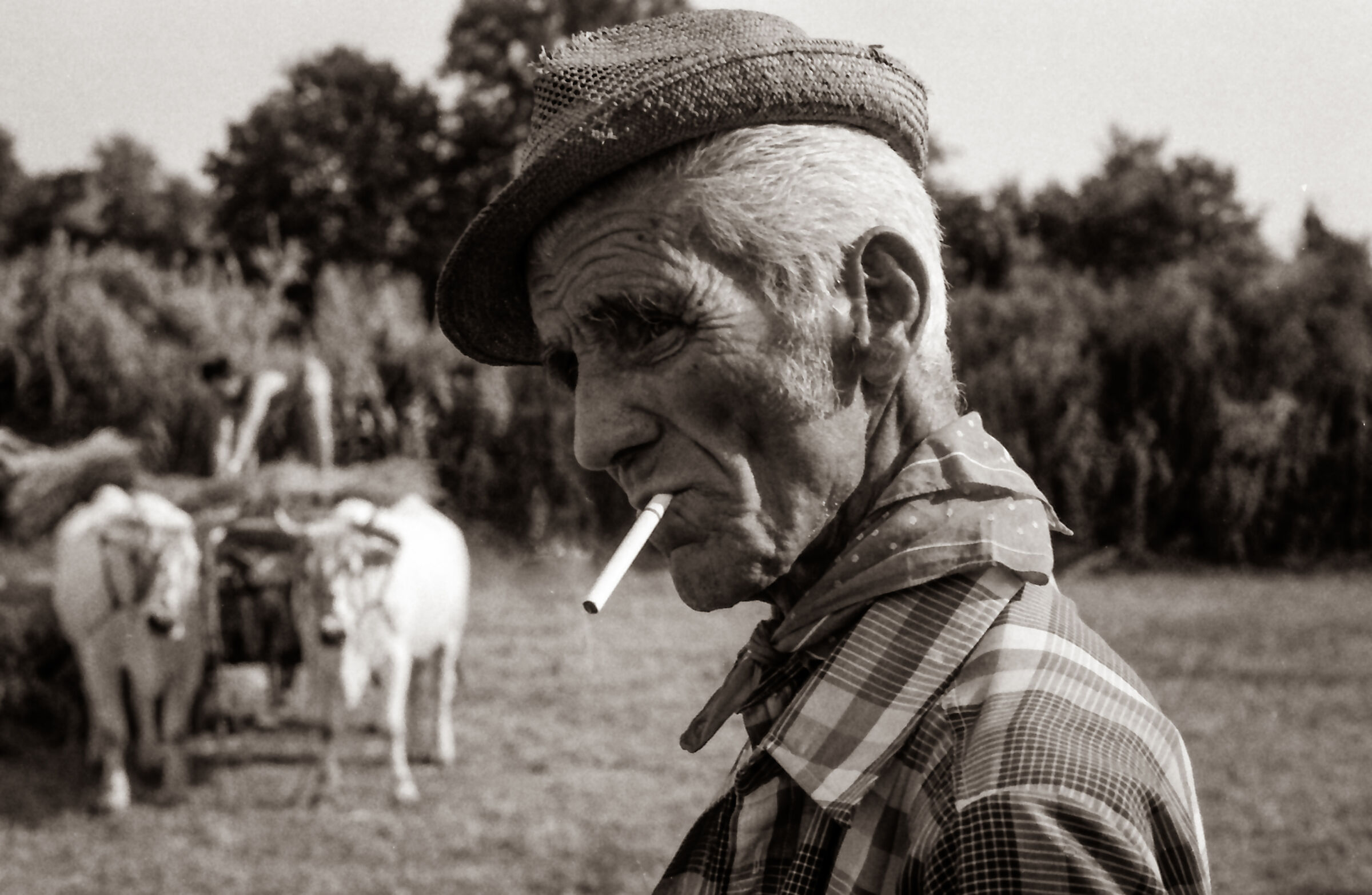 La raccolta del grano