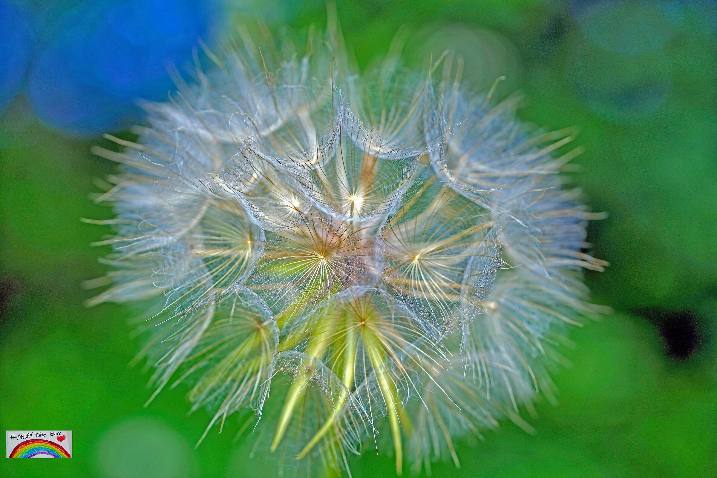 Dandelion