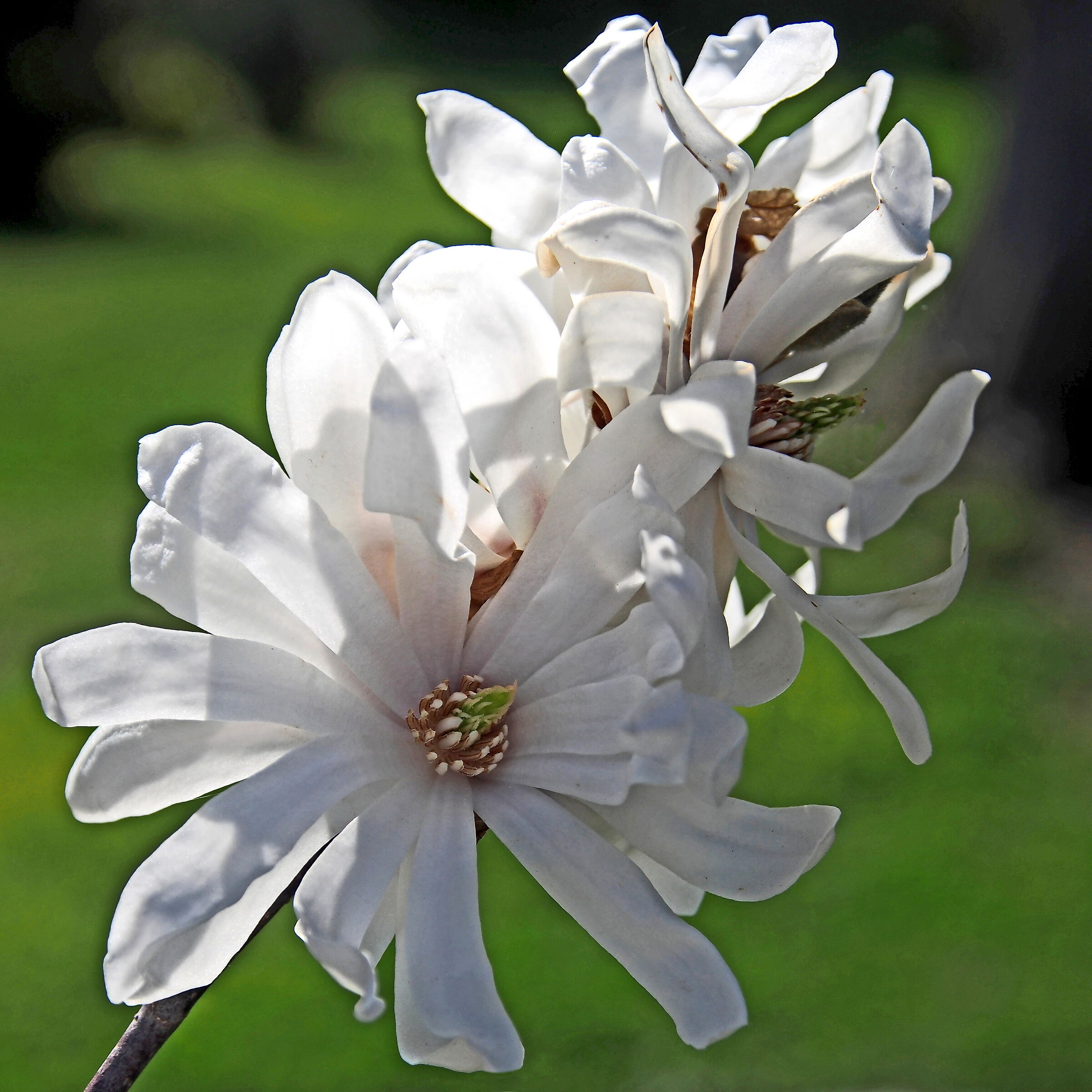 Fiore di magnolia
