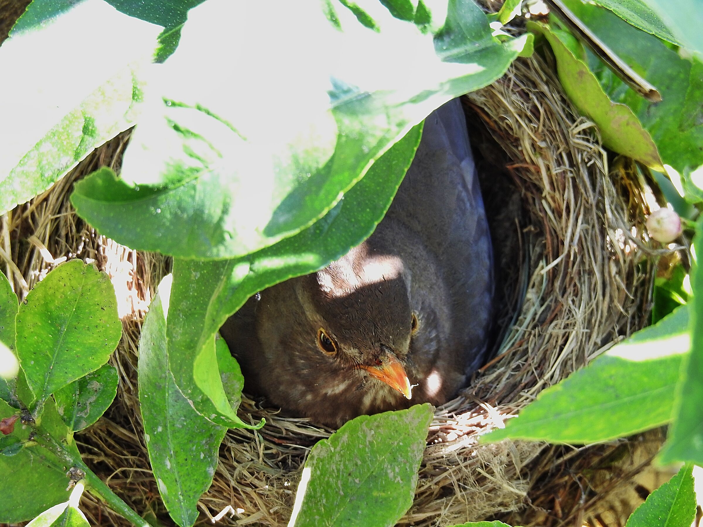 La natura fa il suo corso