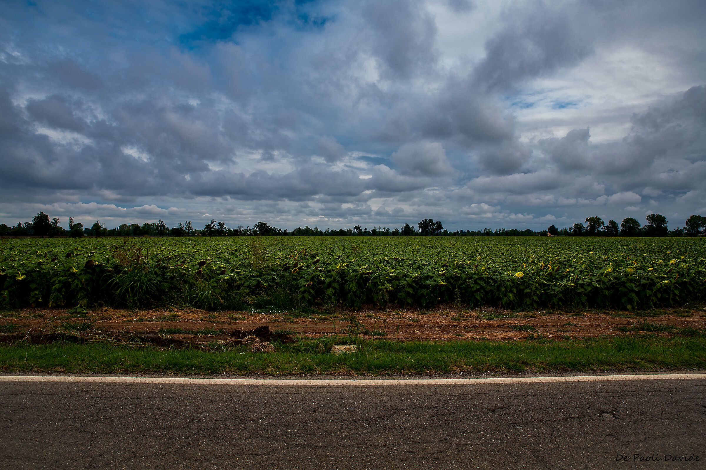Campo girali dopo tempesta....