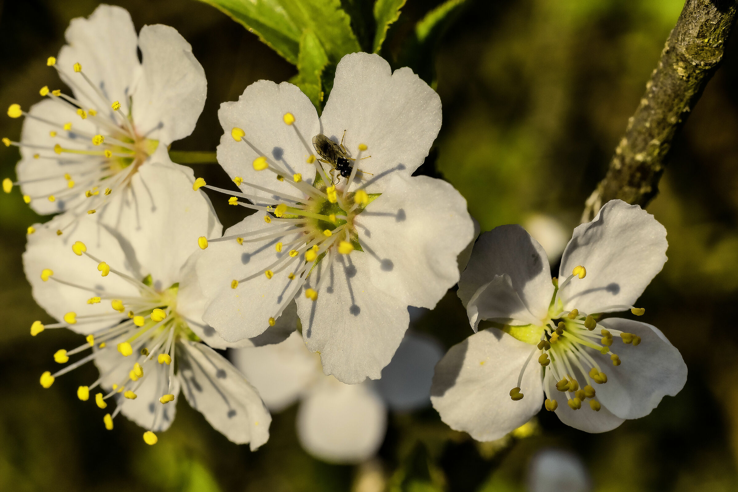 Piatto ricco mi ci ficco