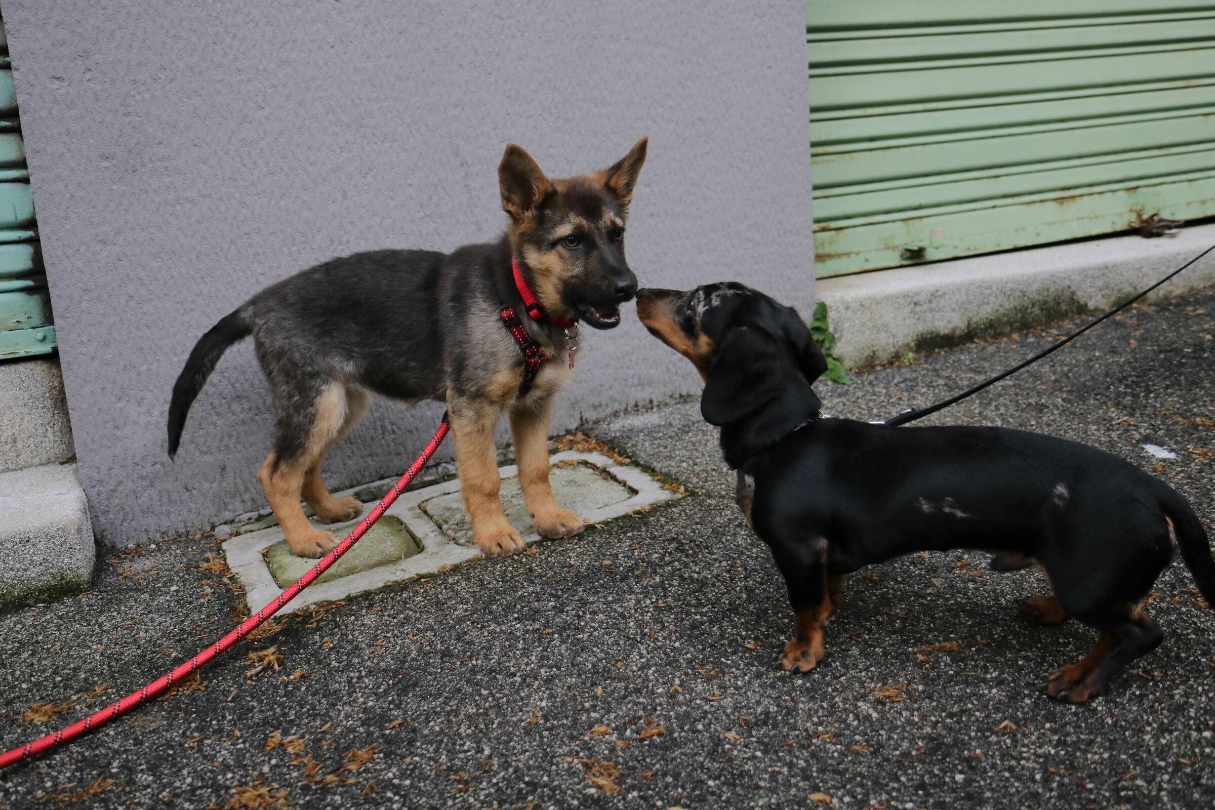 Shepherd with dachshund