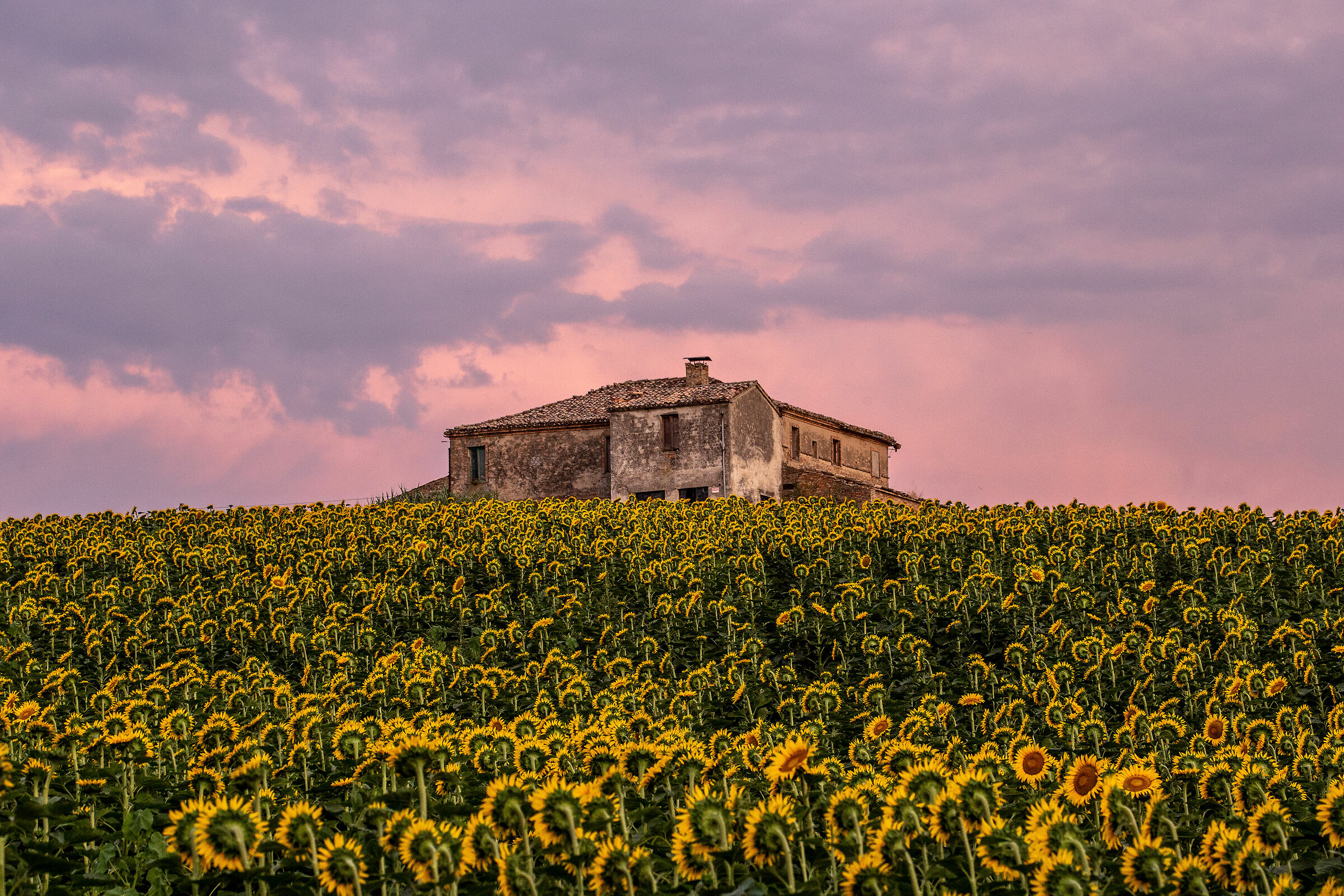 La casa dei girasoli 3