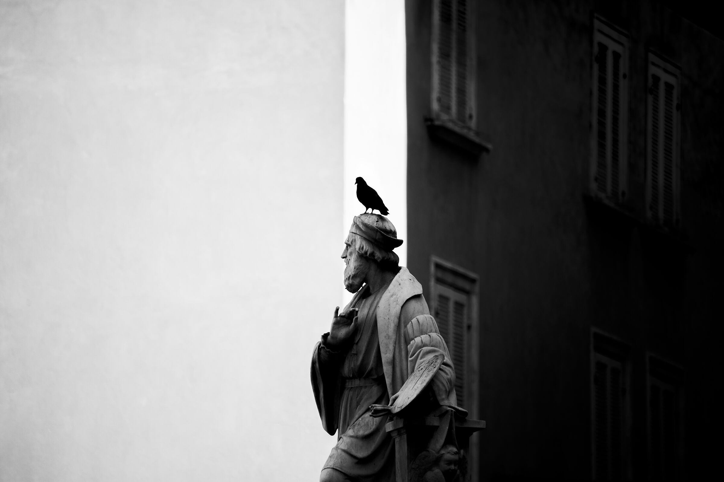 Disrespectful pigeon