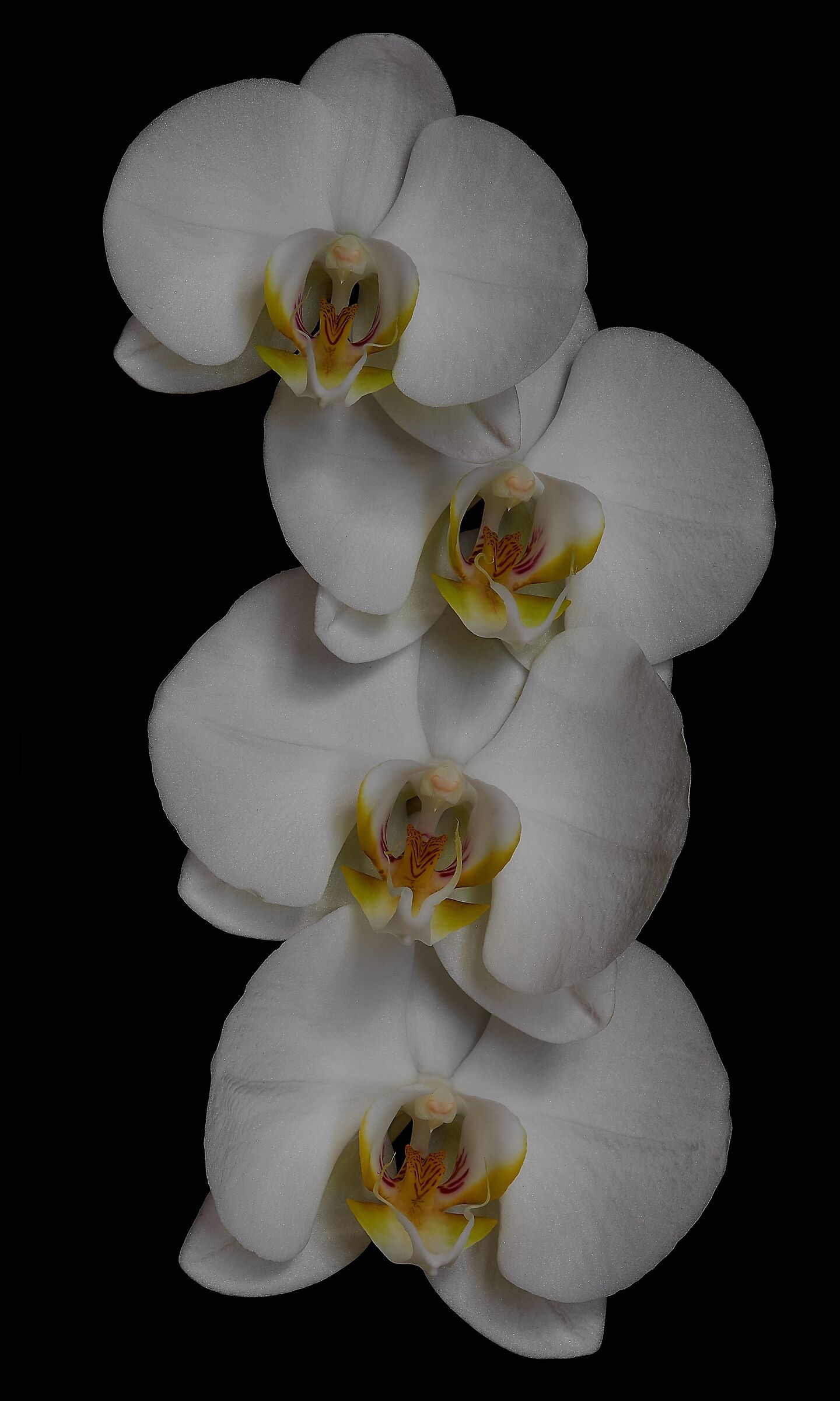 Una speranza dal buio