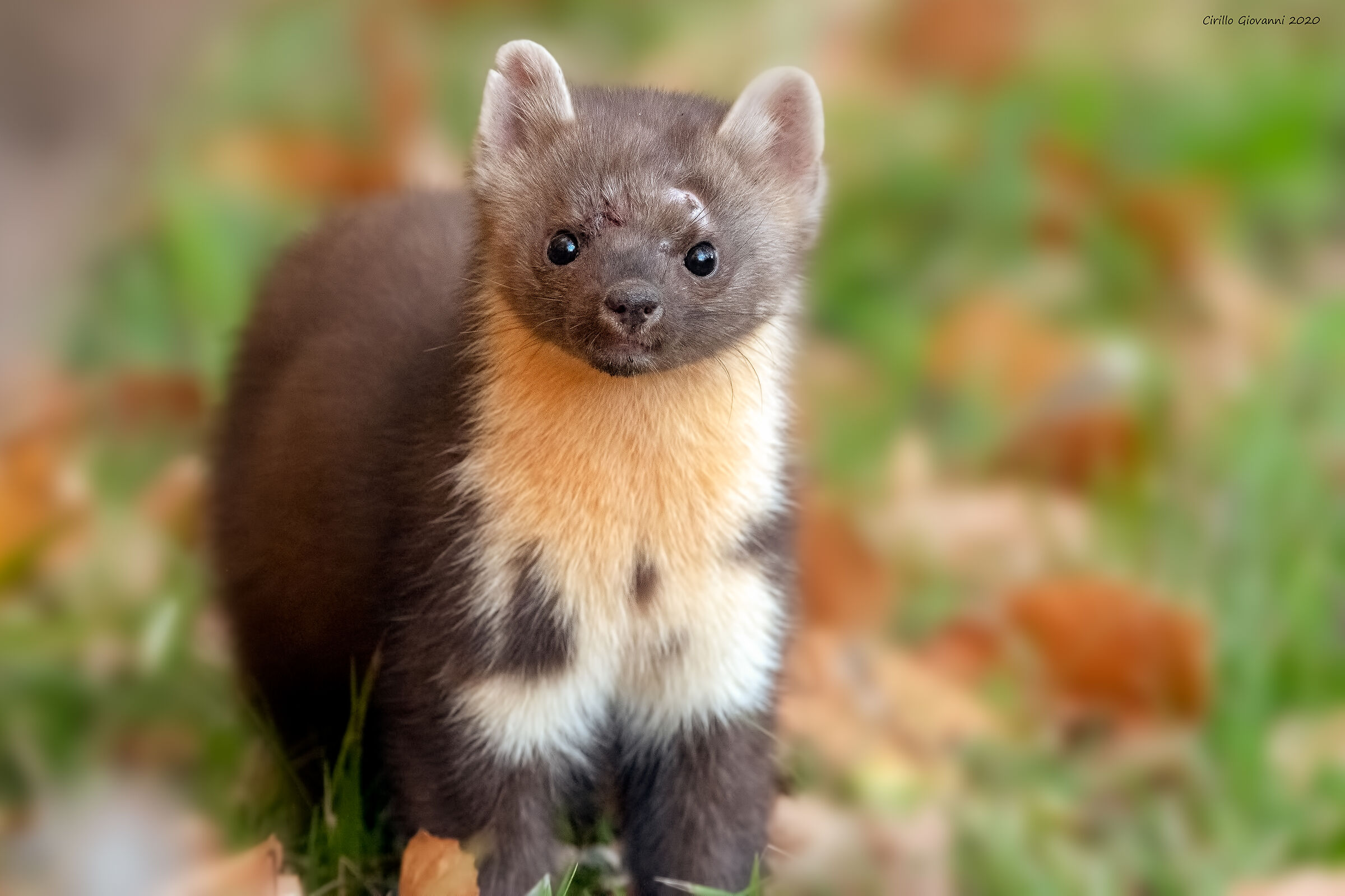 Marten