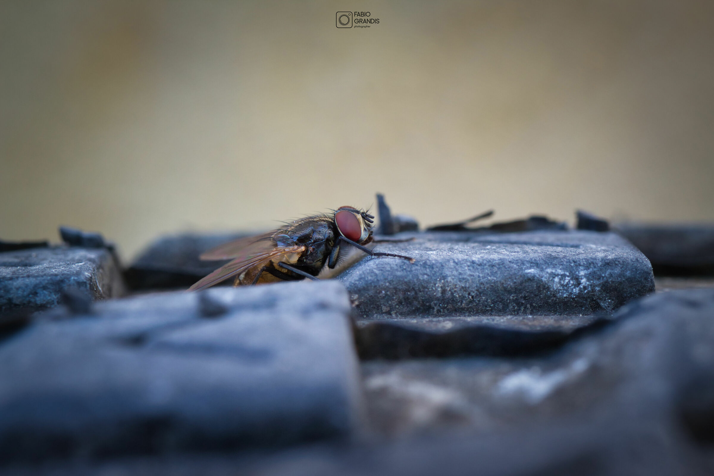Mosca spia