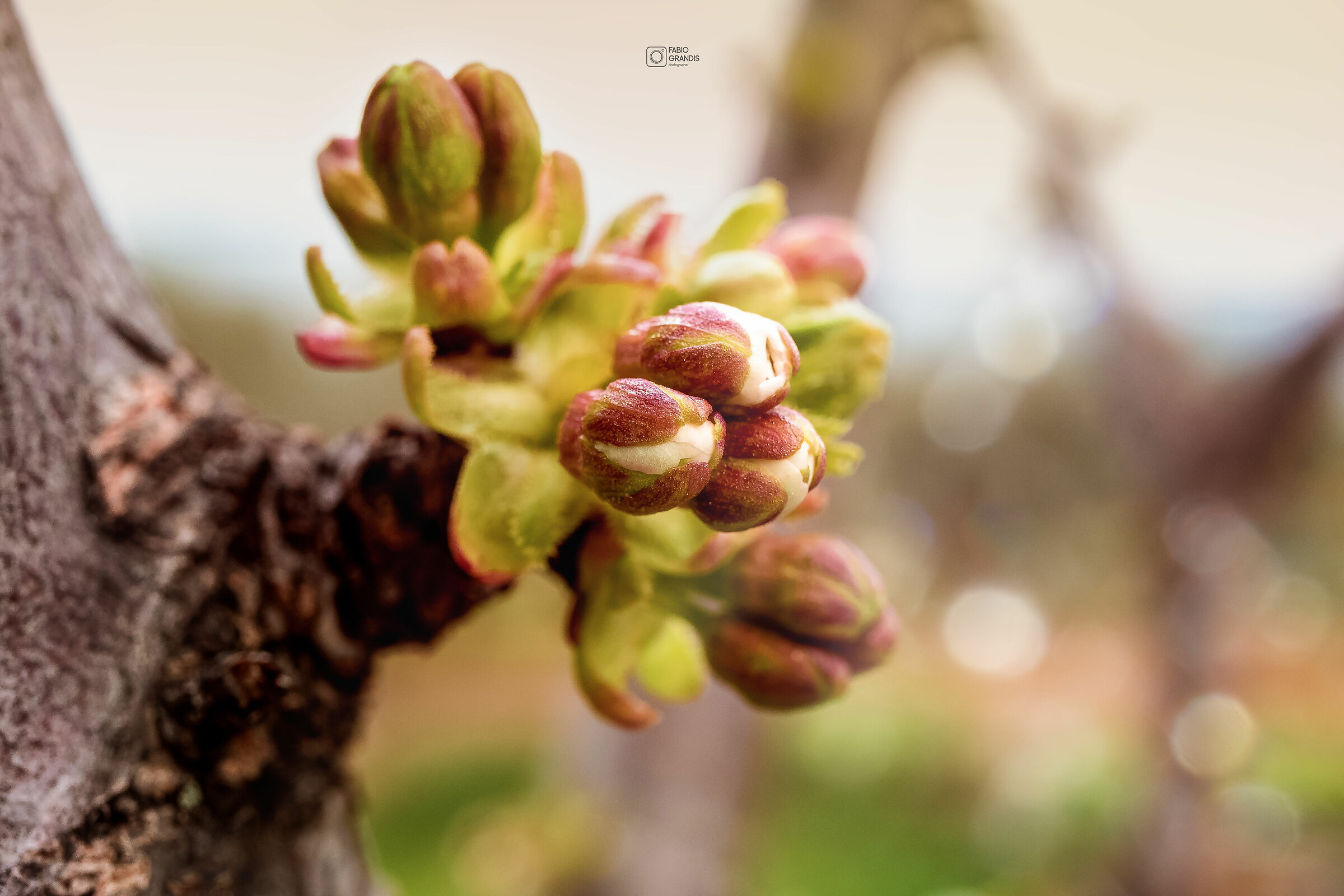 Fiori di ciliegio