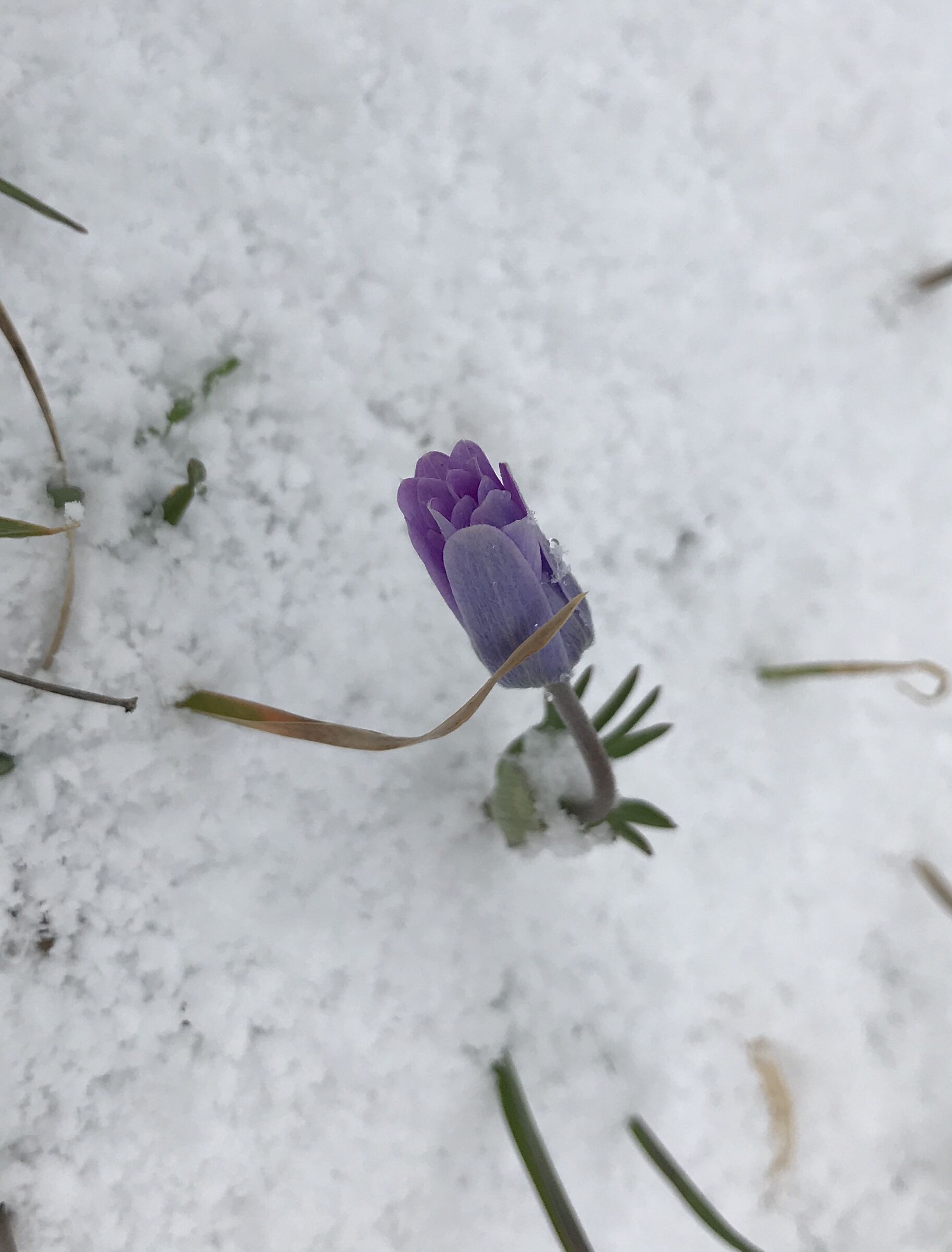 Neve primaverile