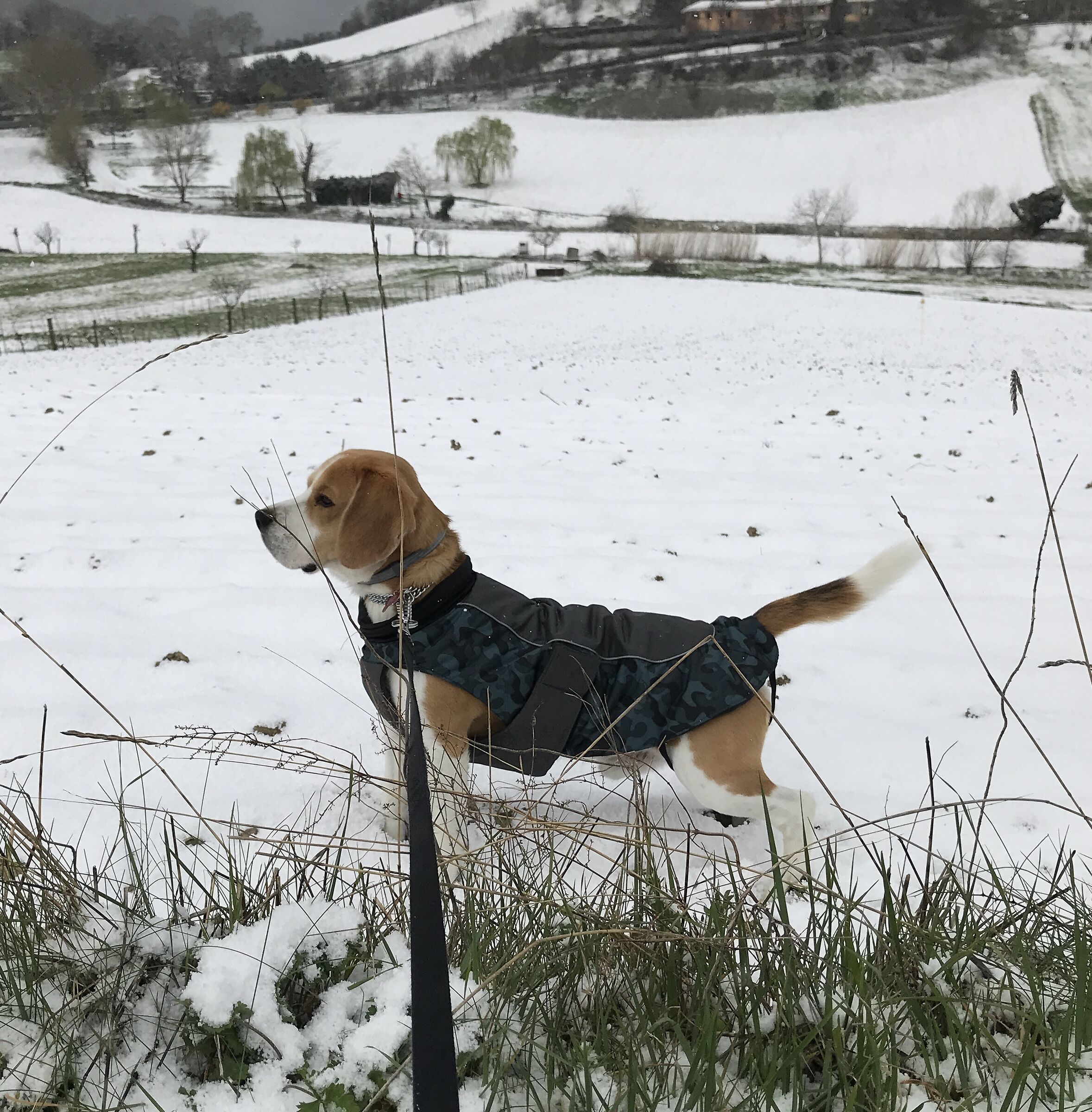 Giotto in the snow in spring