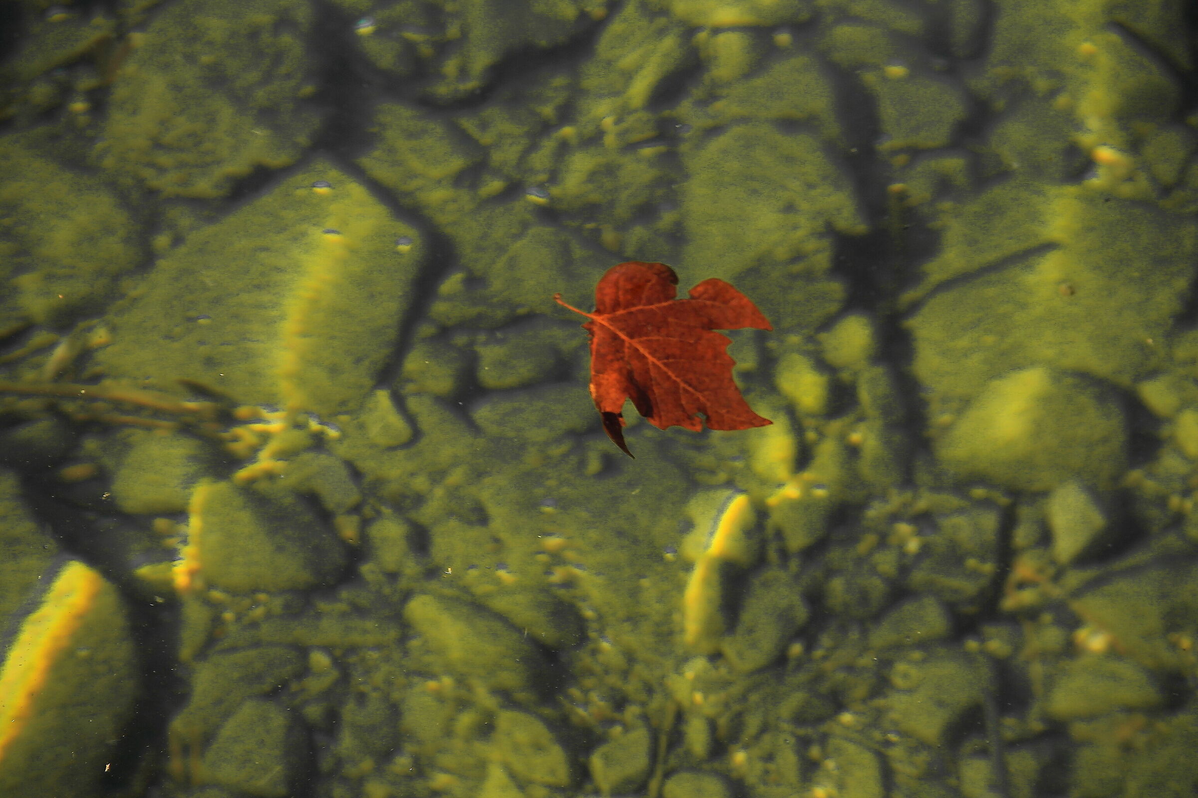 floating in the water