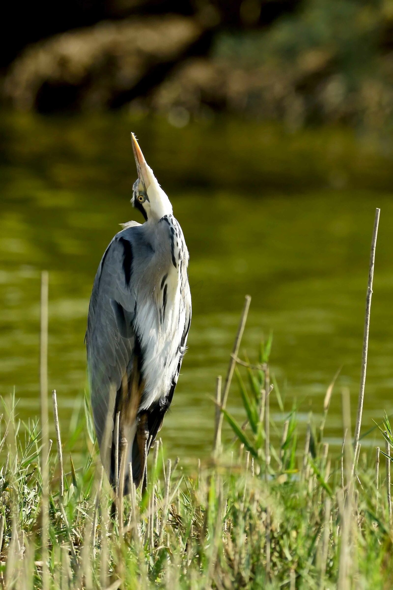 Ardea Cinerea